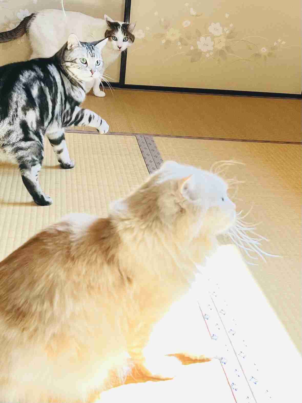 がるちゃん猫カフェ119号店開店しました♪(初めての方も大歓迎♪)