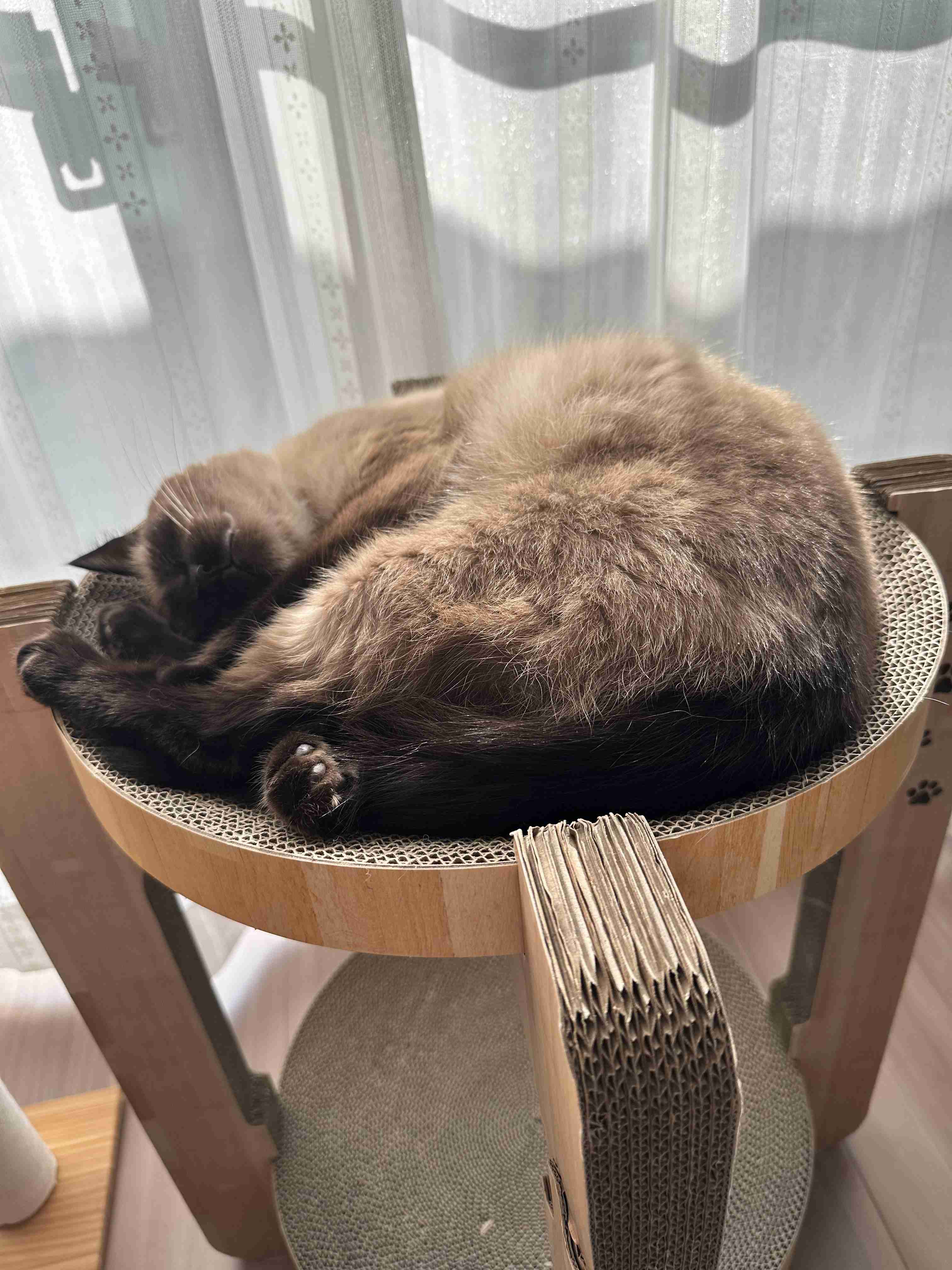 がるちゃん猫カフェ119号店開店しました♪(初めての方も大歓迎♪)