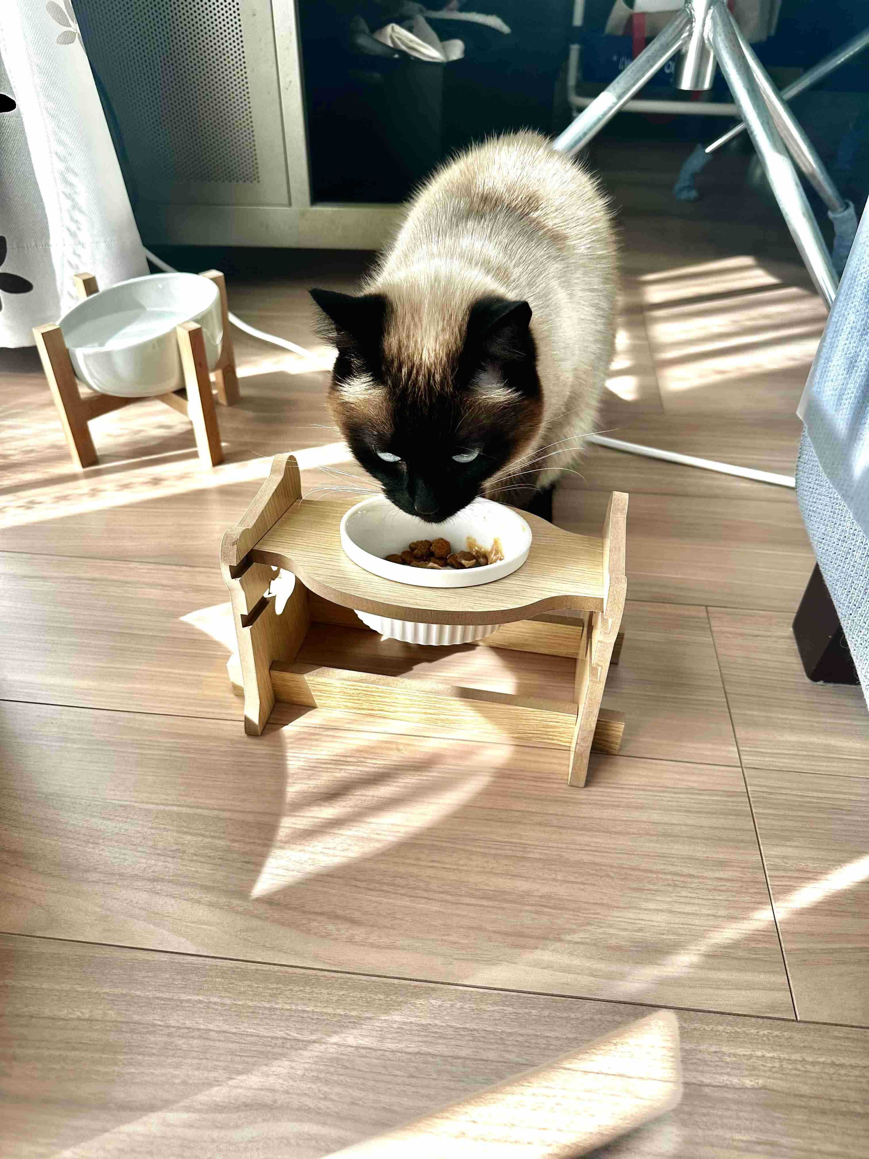 がるちゃん猫カフェ119号店開店しました♪(初めての方も大歓迎♪)
