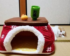 がるちゃん猫カフェ119号店開店しました♪(初めての方も大歓迎♪)