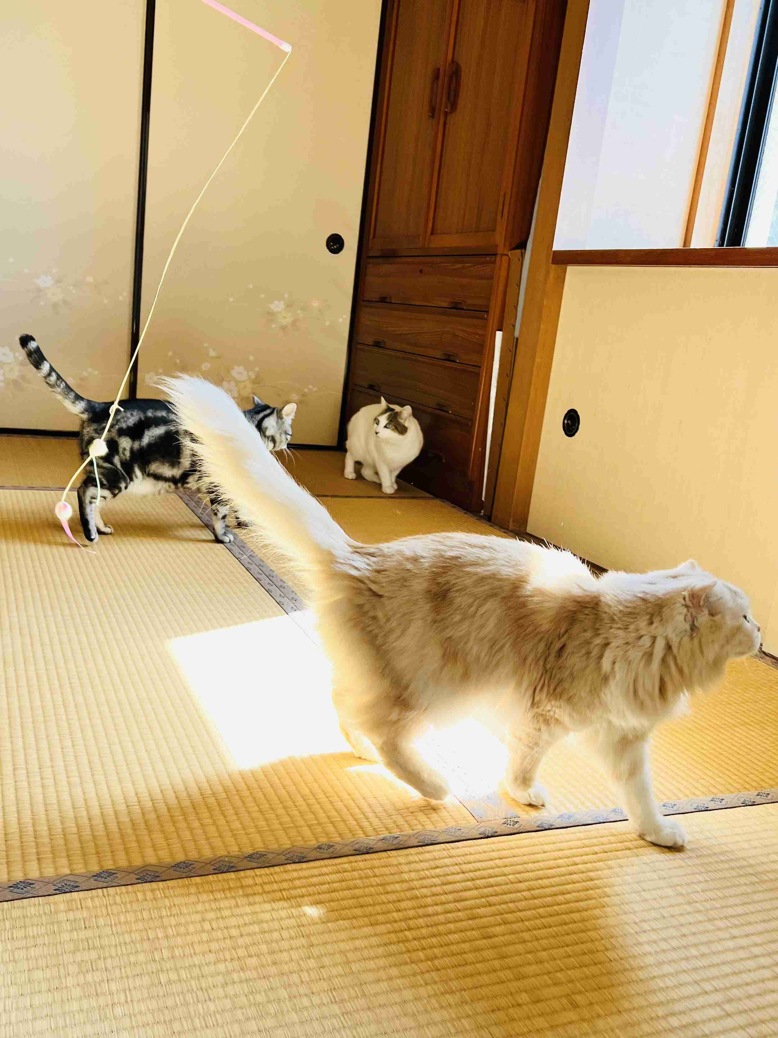 がるちゃん猫カフェ119号店開店しました♪(初めての方も大歓迎♪)