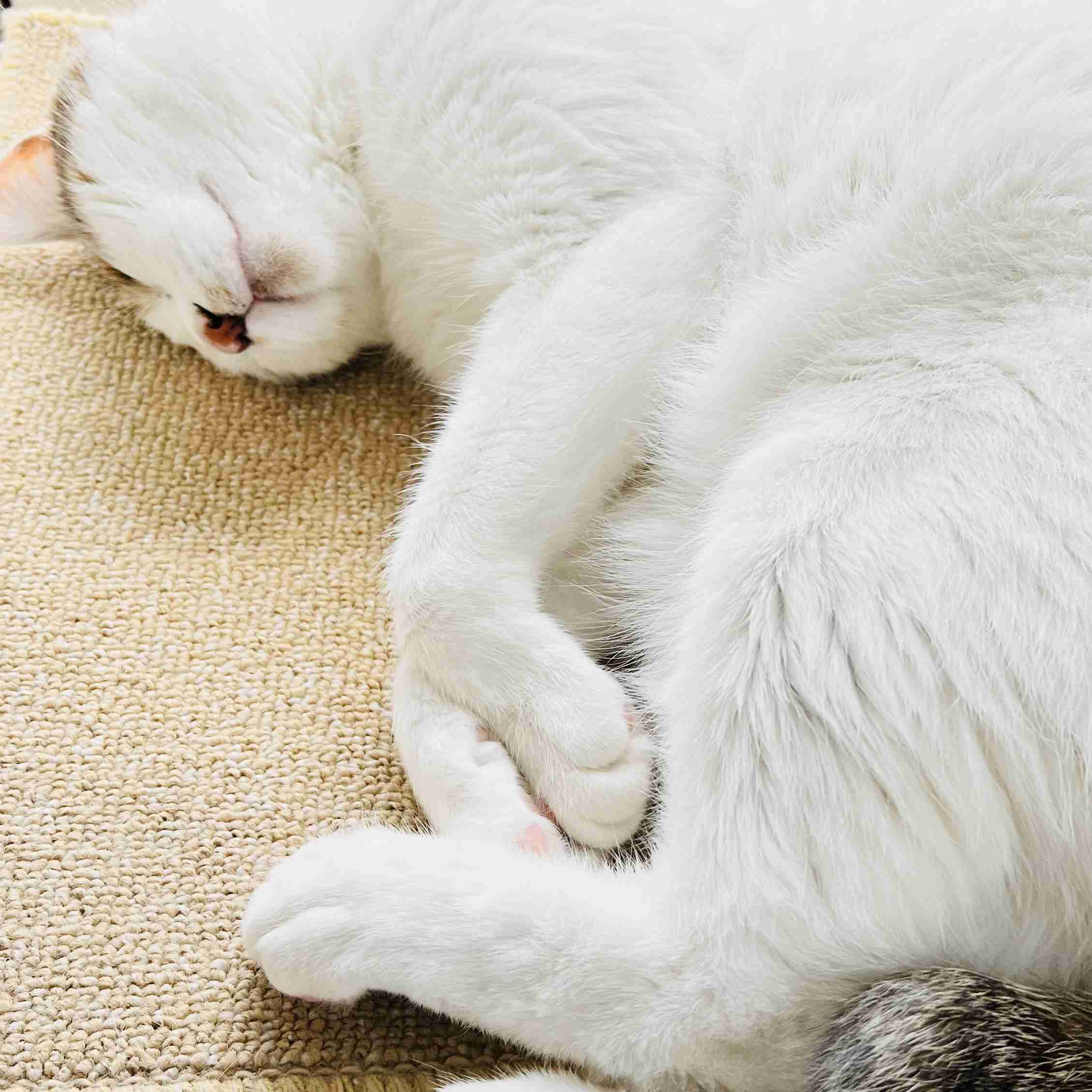 がるちゃん猫カフェ119号店開店しました♪(初めての方も大歓迎♪)