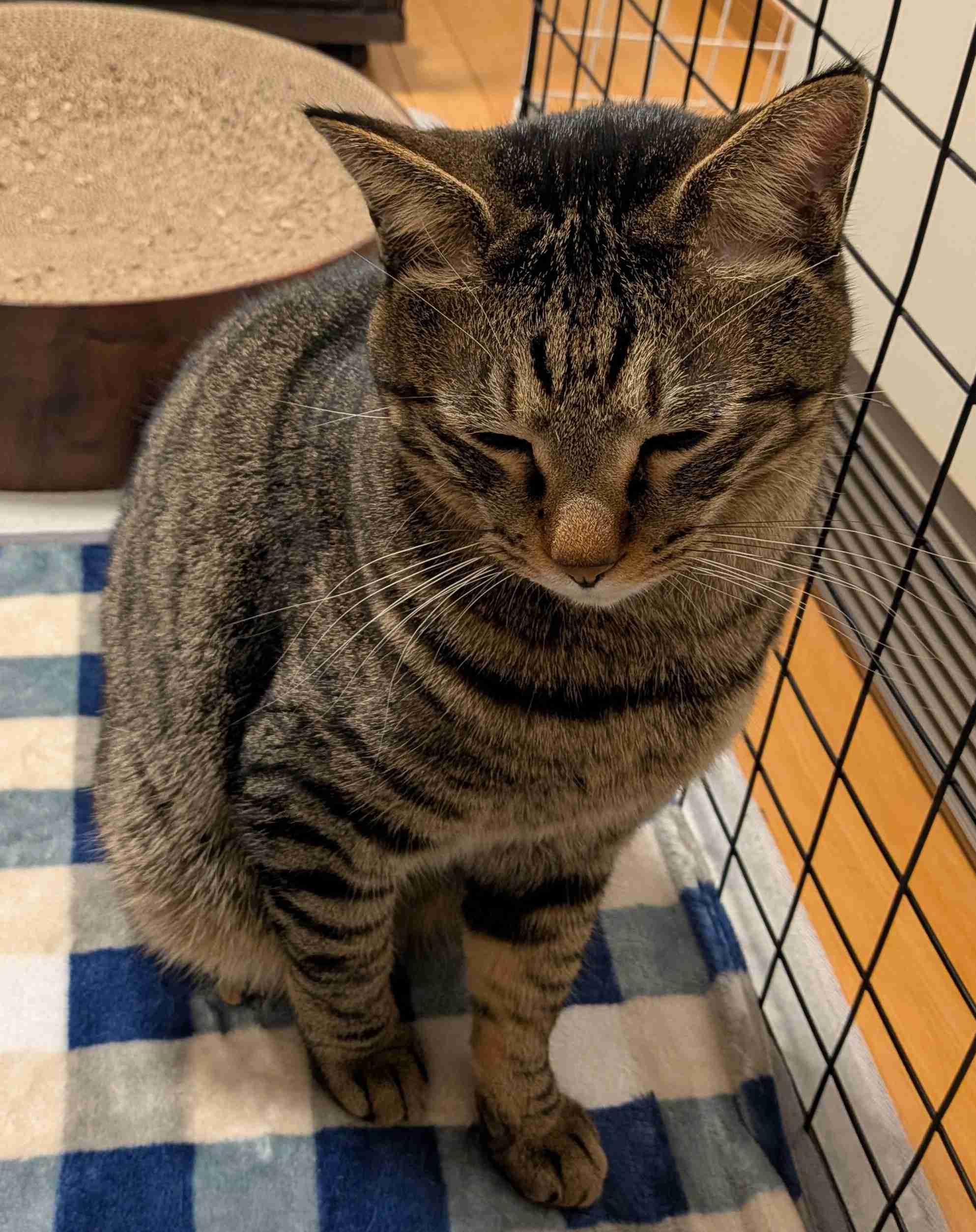 がるちゃん猫カフェ119号店開店しました♪(初めての方も大歓迎♪)