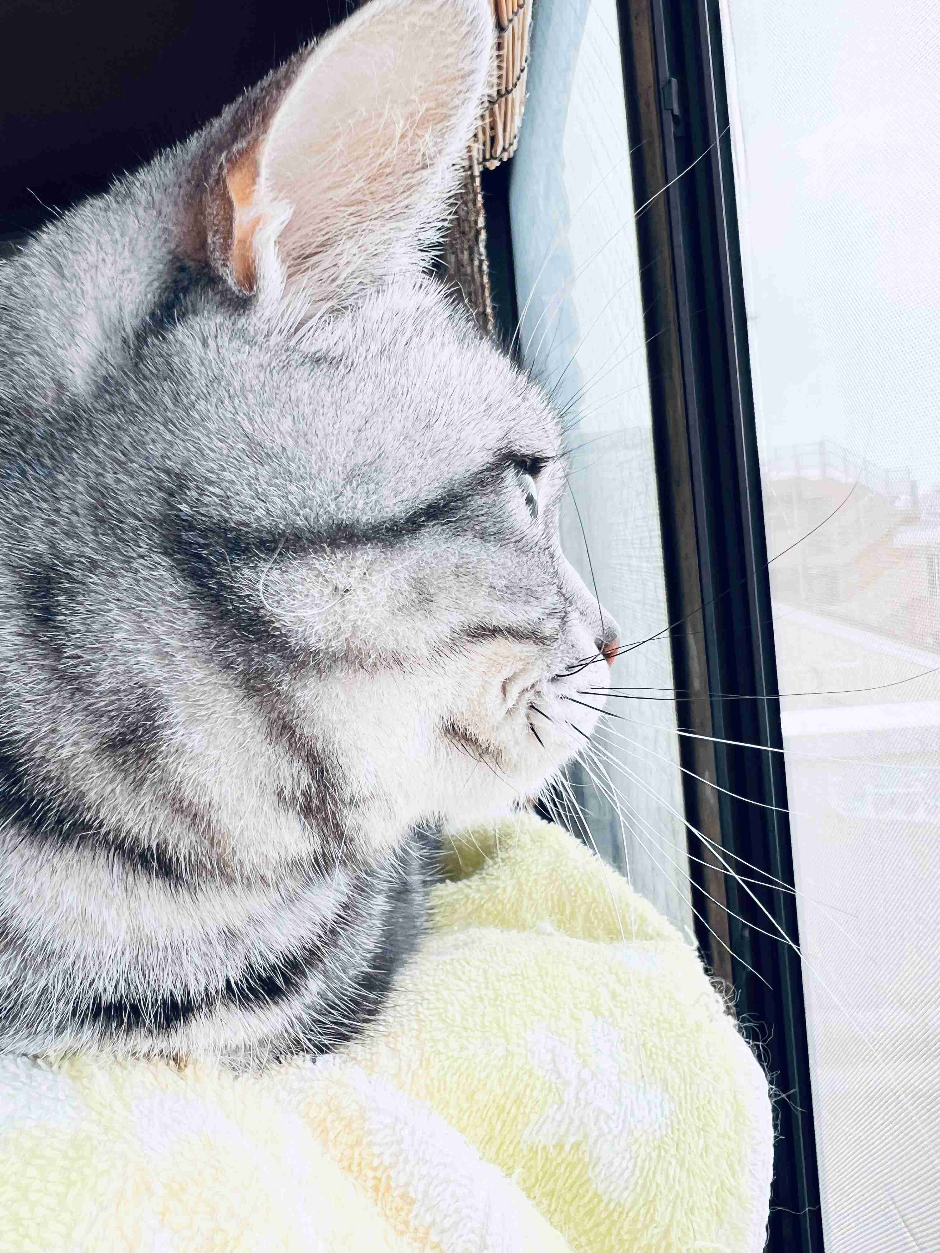 がるちゃん猫カフェ119号店開店しました♪(初めての方も大歓迎♪)