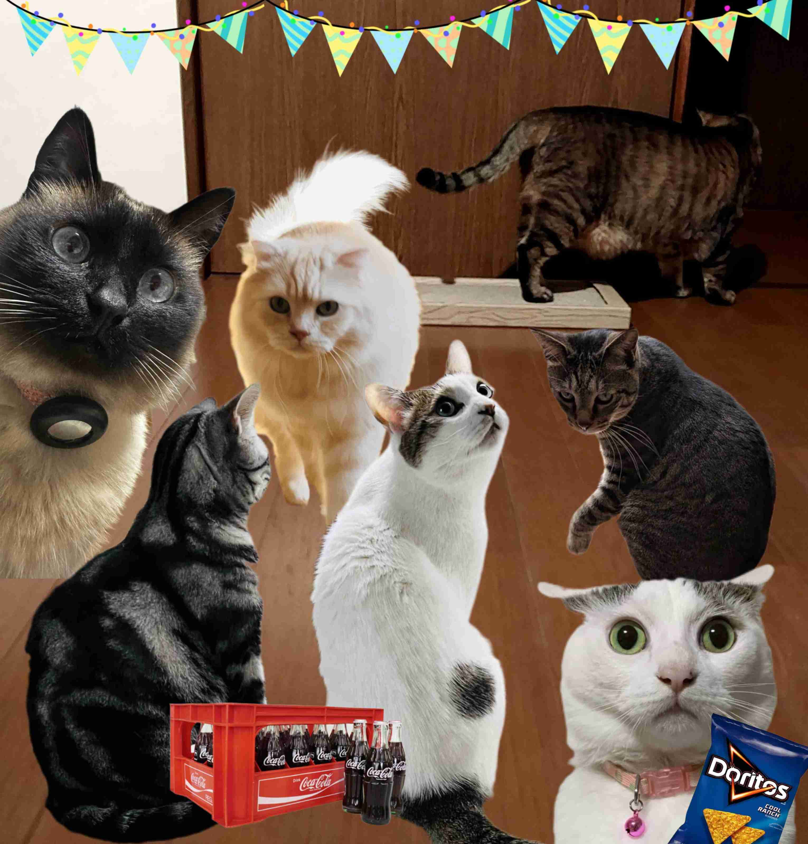 がるちゃん猫カフェ119号店開店しました♪(初めての方も大歓迎♪)