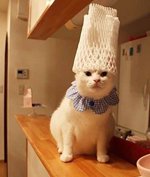 がるちゃん猫カフェ119号店開店しました♪(初めての方も大歓迎♪)