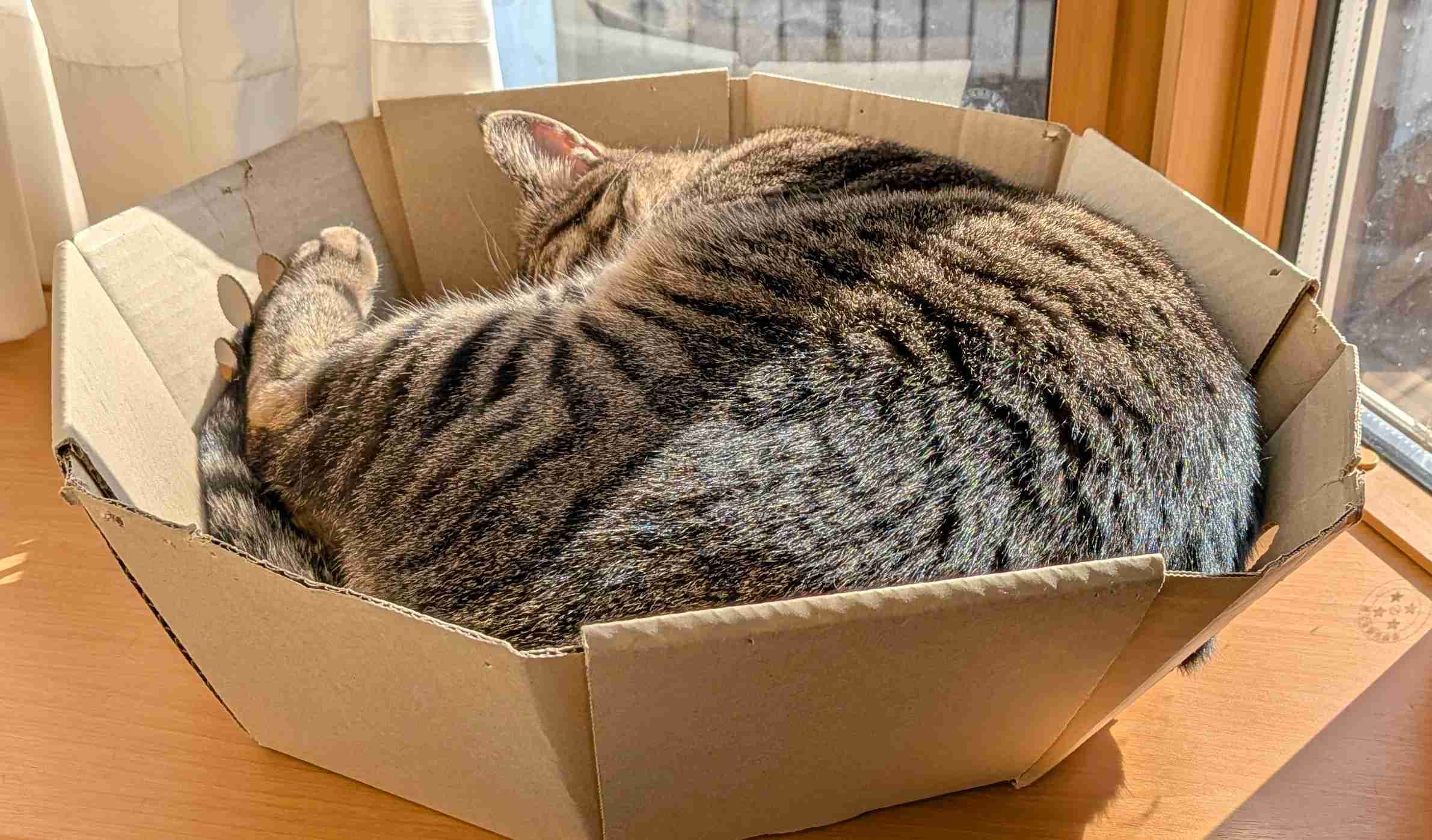 がるちゃん猫カフェ119号店開店しました♪(初めての方も大歓迎♪)