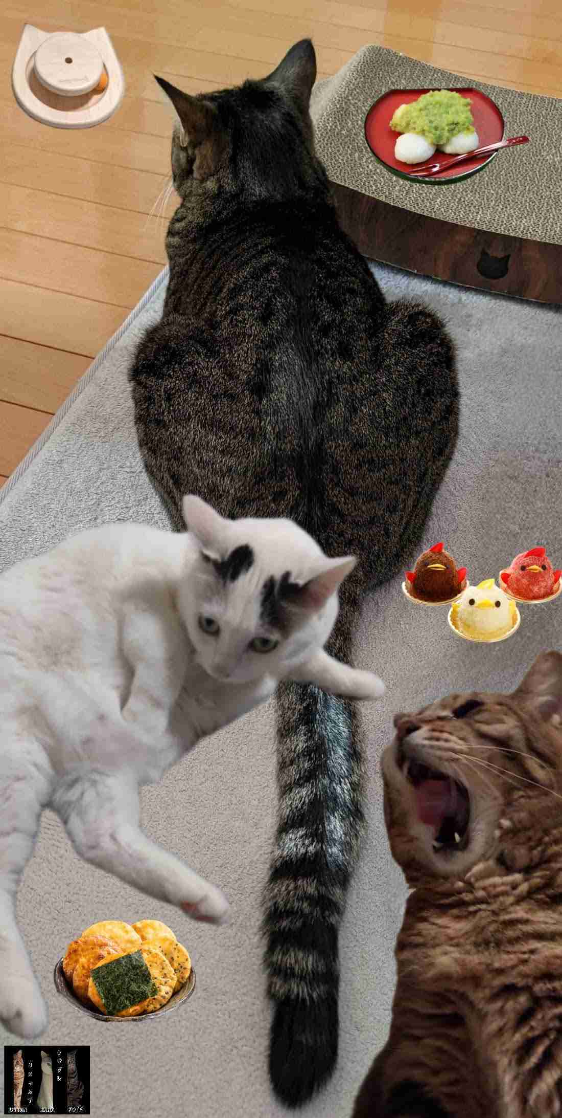 がるちゃん猫カフェ119号店開店しました♪(初めての方も大歓迎♪)