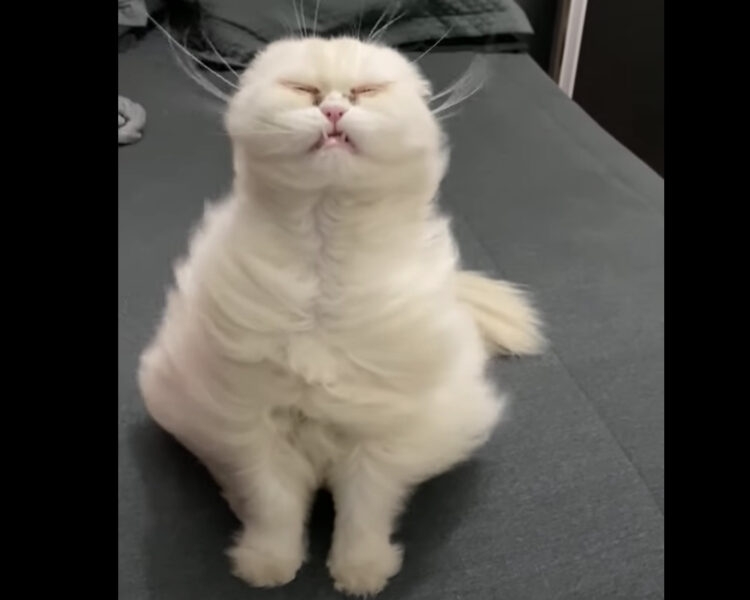 がるちゃん猫カフェ119号店開店しました♪(初めての方も大歓迎♪)
