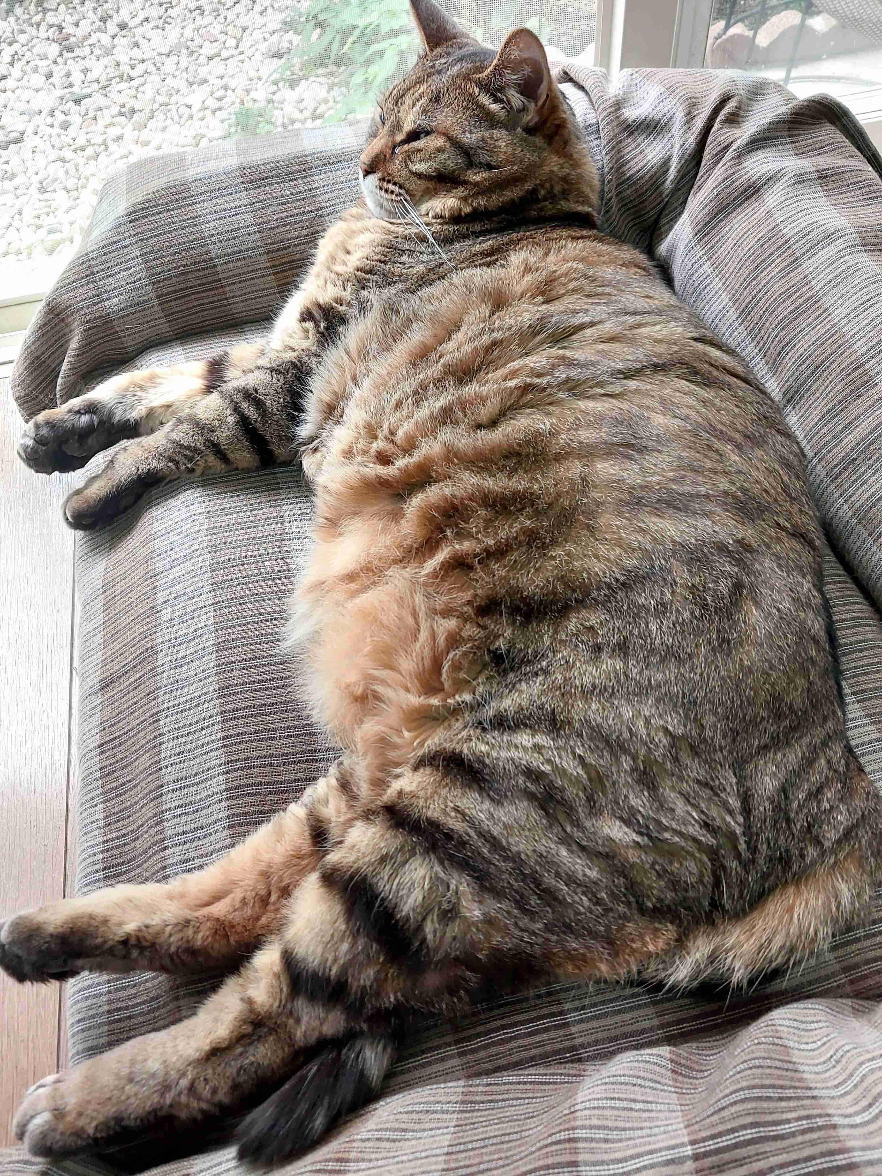 がるちゃん猫カフェ119号店開店しました♪(初めての方も大歓迎♪)