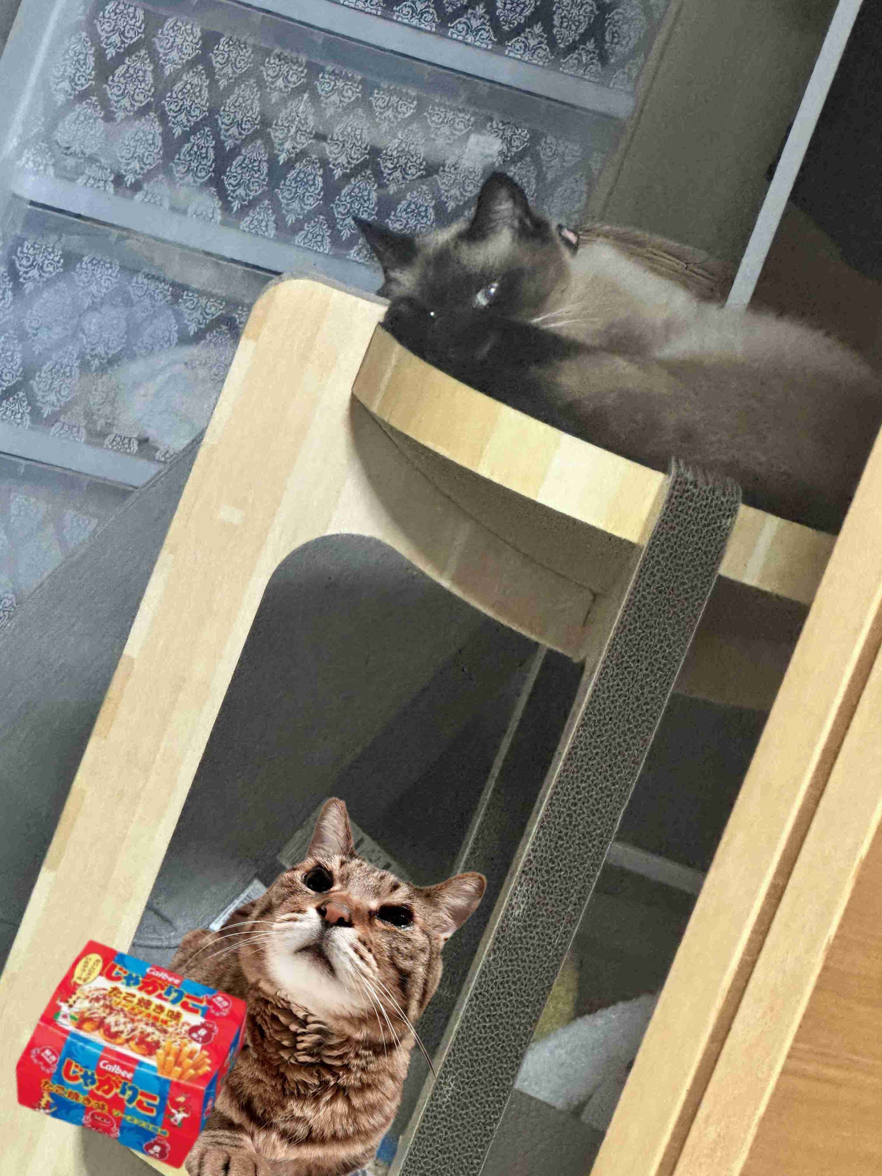 がるちゃん猫カフェ119号店開店しました♪(初めての方も大歓迎♪)