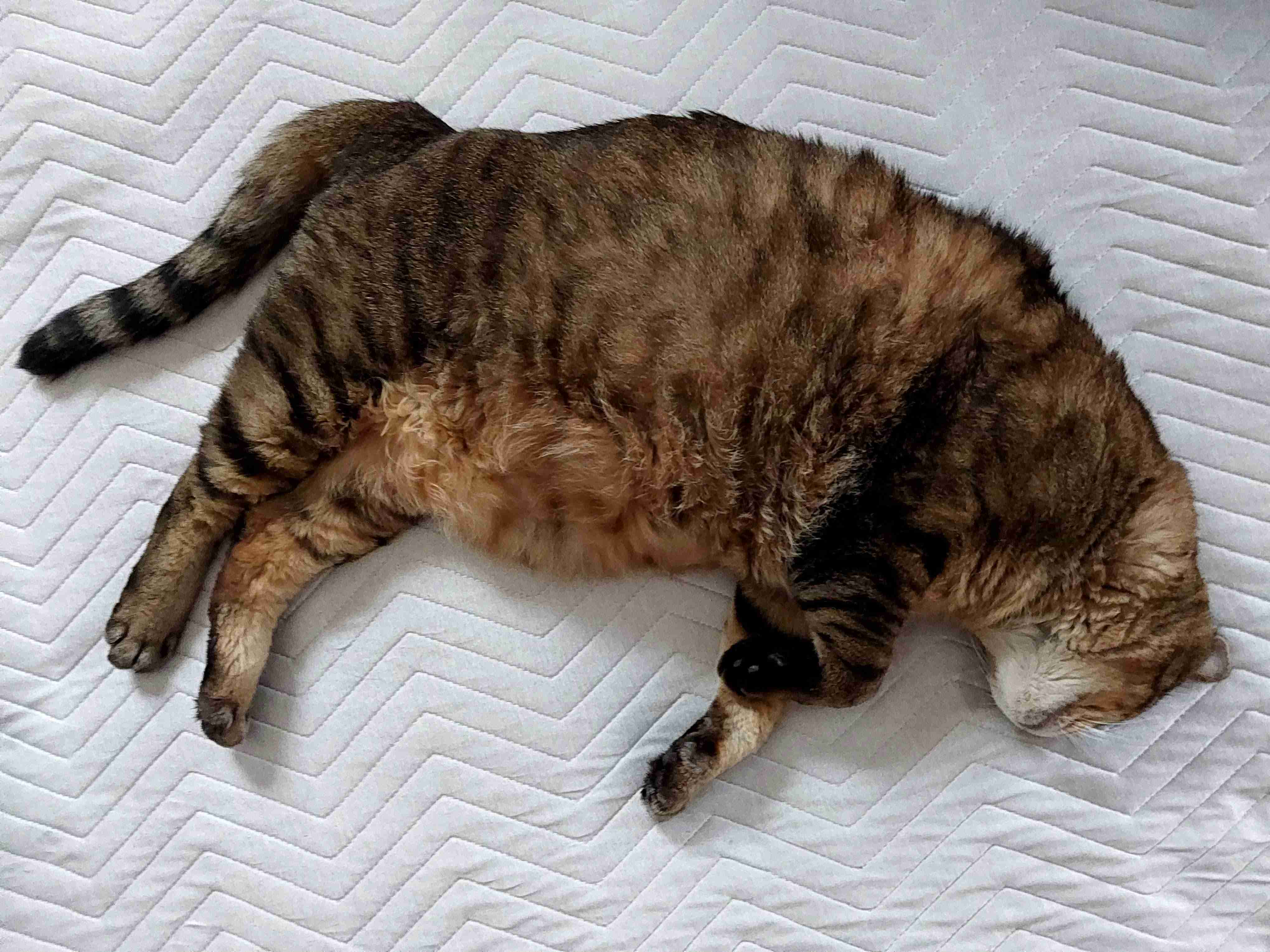 がるちゃん猫カフェ119号店開店しました♪(初めての方も大歓迎♪)