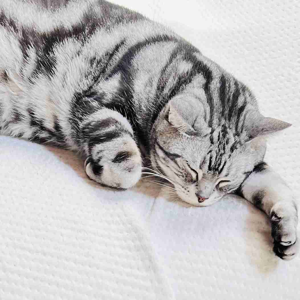 がるちゃん猫カフェ119号店開店しました♪(初めての方も大歓迎♪)