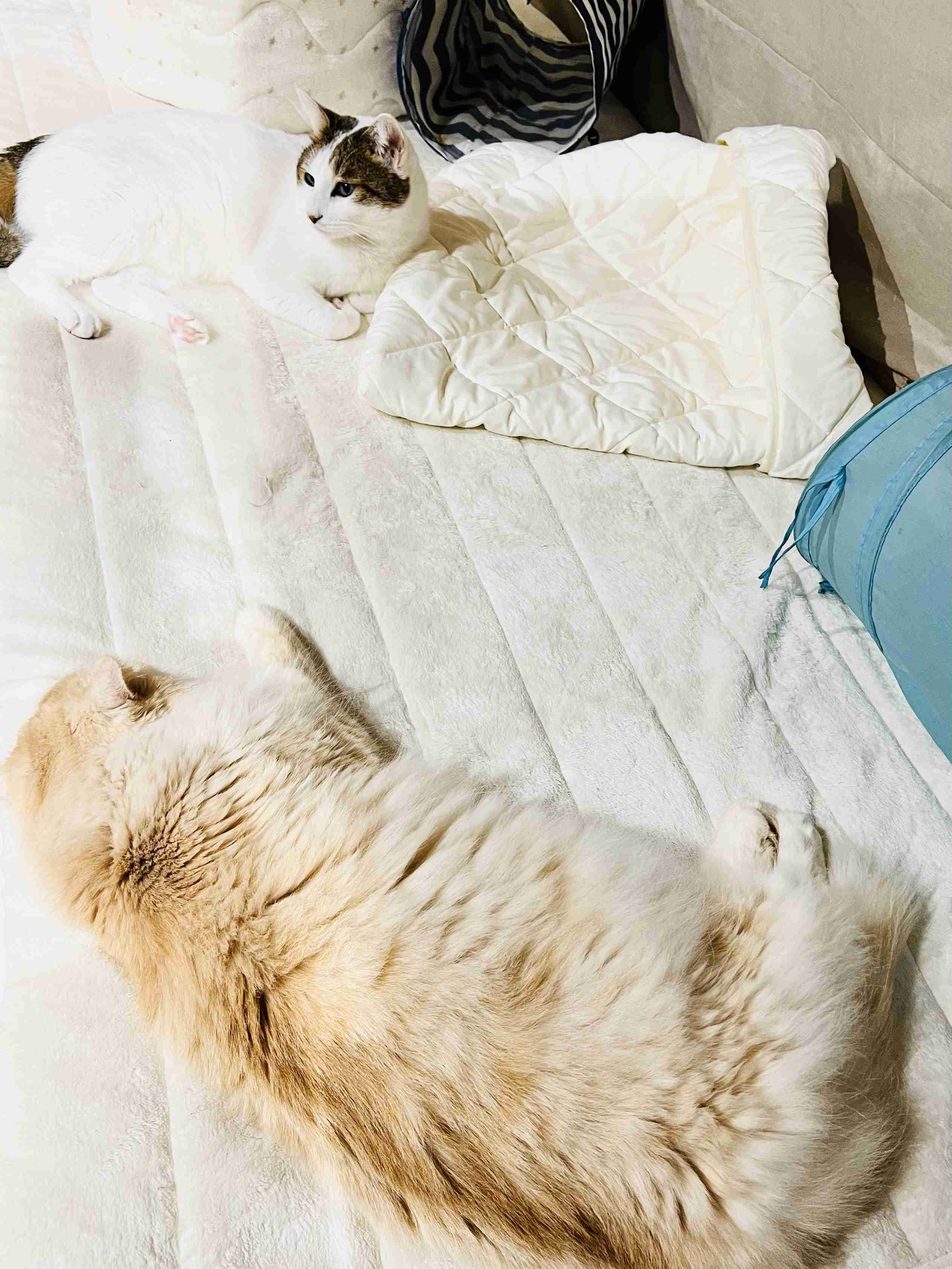 がるちゃん猫カフェ119号店開店しました♪(初めての方も大歓迎♪)