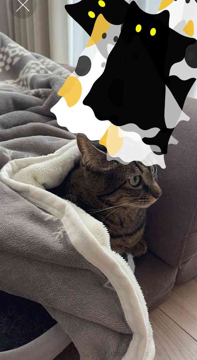 がるちゃん猫カフェ119号店開店しました♪(初めての方も大歓迎♪)