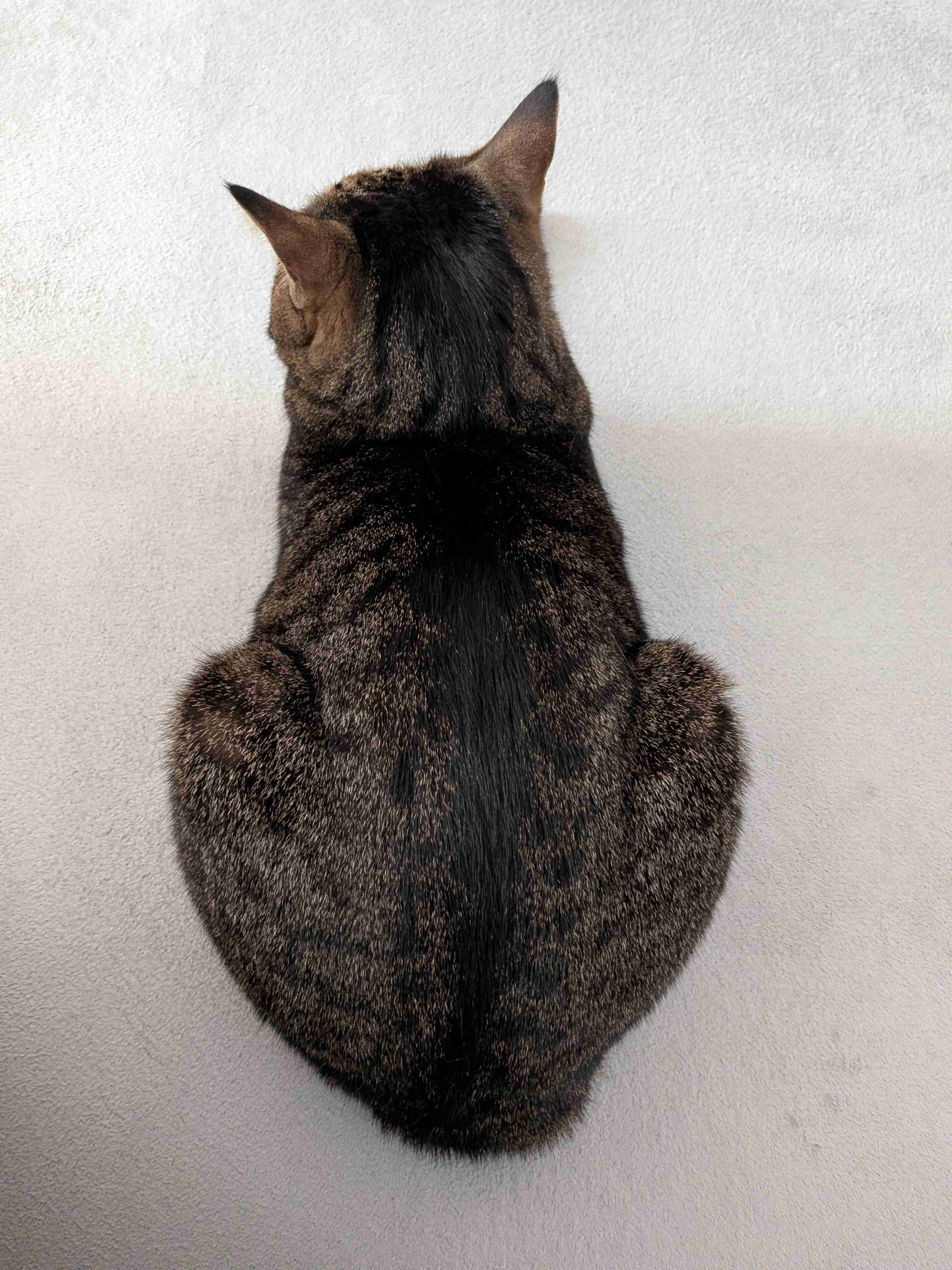 がるちゃん猫カフェ119号店開店しました♪(初めての方も大歓迎♪)