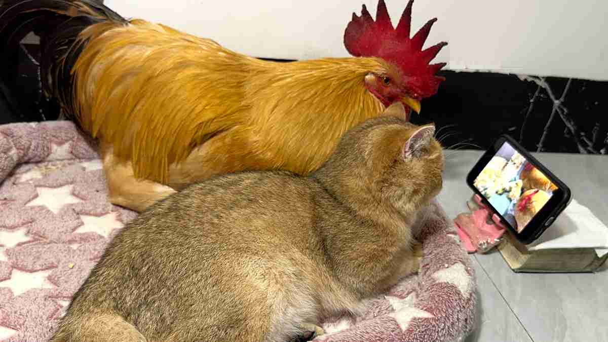 がるちゃん猫カフェ119号店開店しました♪(初めての方も大歓迎♪)