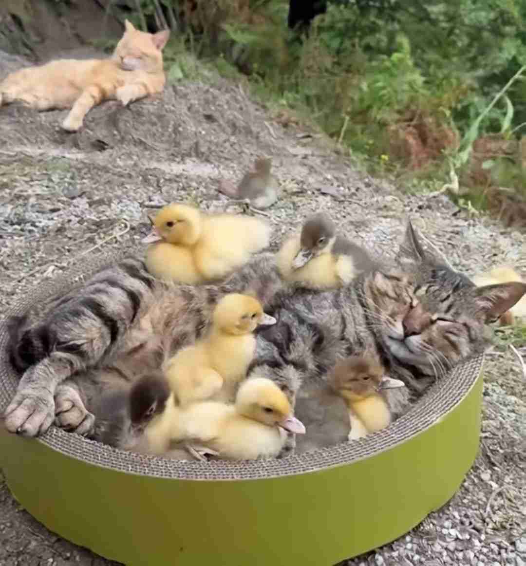 がるちゃん猫カフェ119号店開店しました♪(初めての方も大歓迎♪)