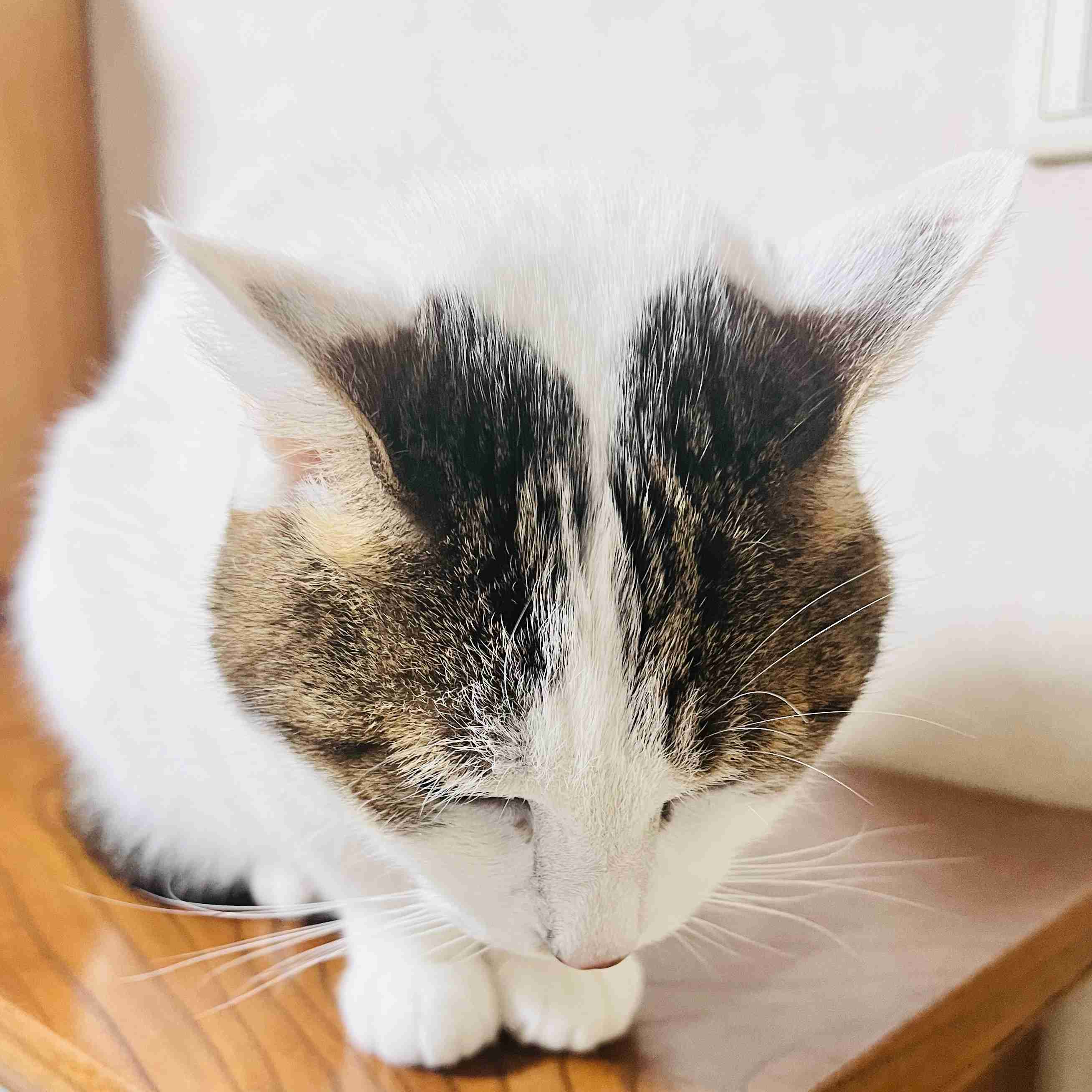 がるちゃん猫カフェ119号店開店しました♪(初めての方も大歓迎♪)