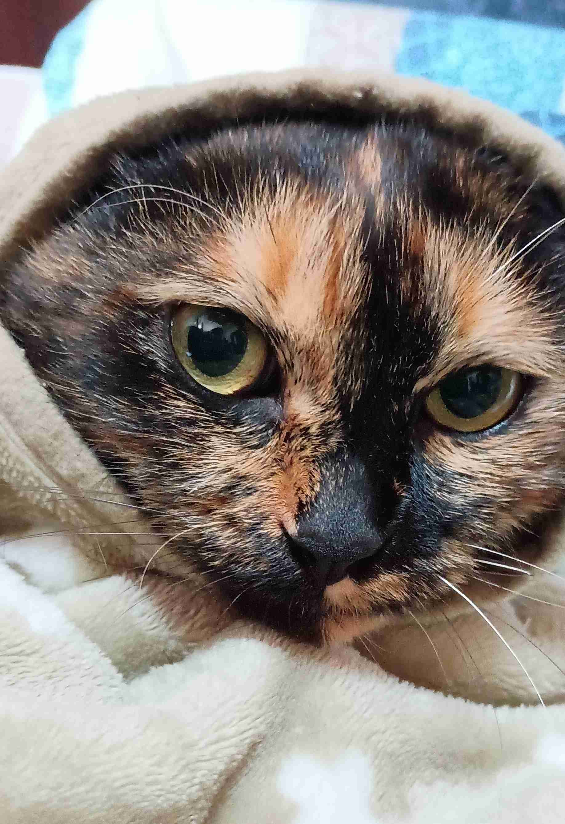 がるちゃん猫カフェ119号店開店しました♪(初めての方も大歓迎♪)