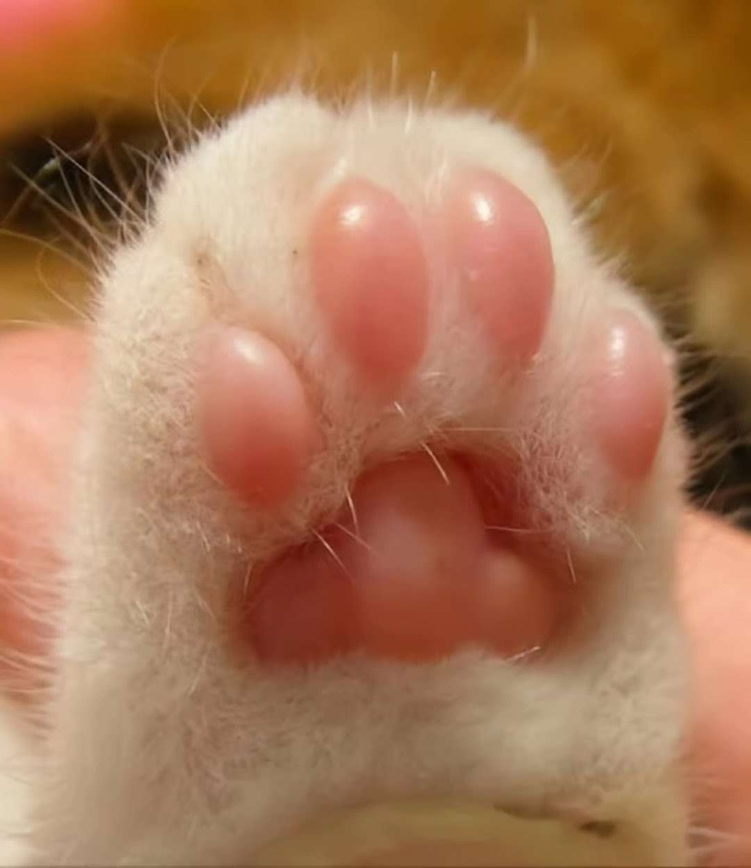 がるちゃん猫カフェ119号店開店しました♪(初めての方も大歓迎♪)