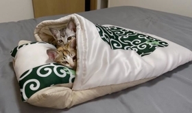 がるちゃん猫カフェ119号店開店しました♪(初めての方も大歓迎♪)