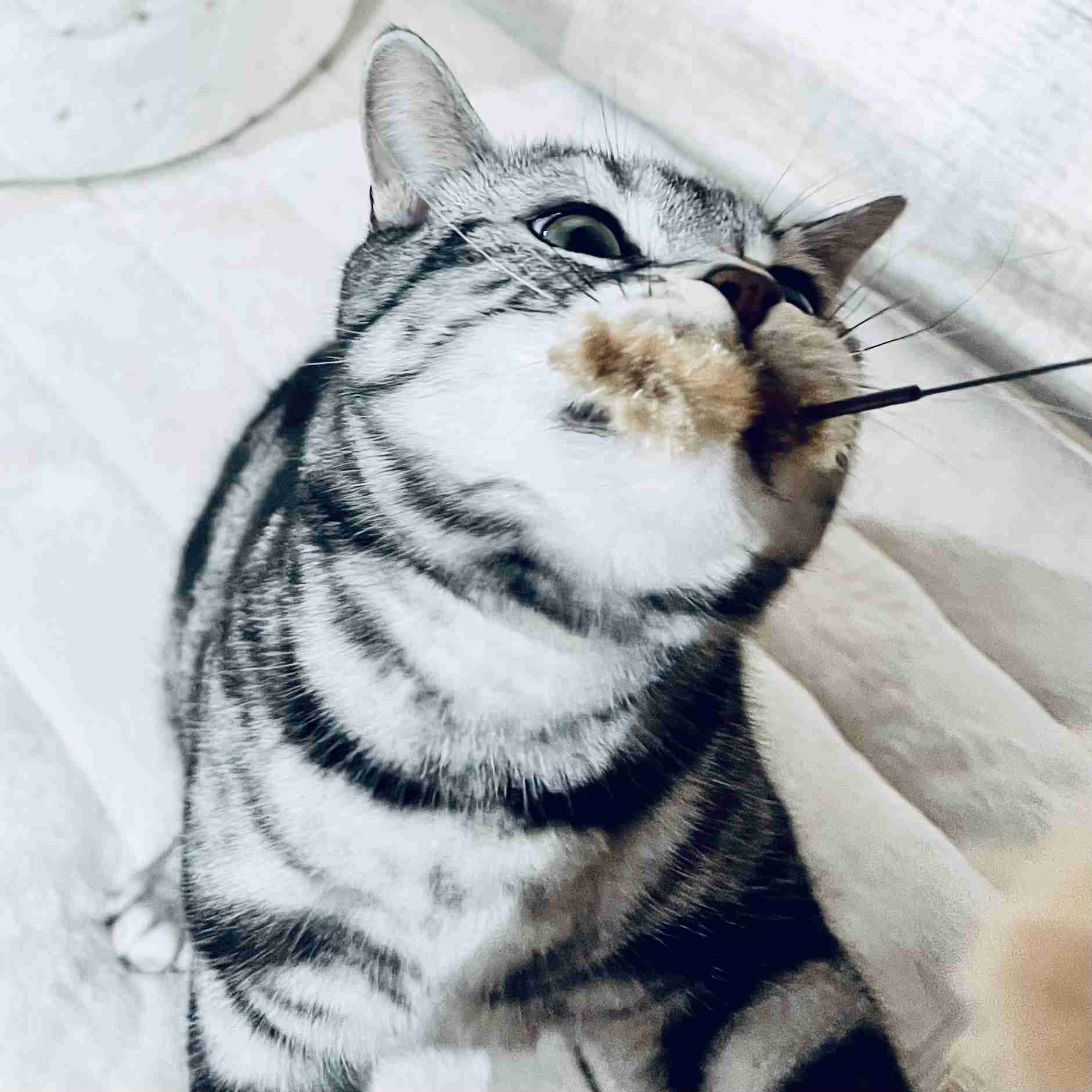 がるちゃん猫カフェ119号店開店しました♪(初めての方も大歓迎♪)