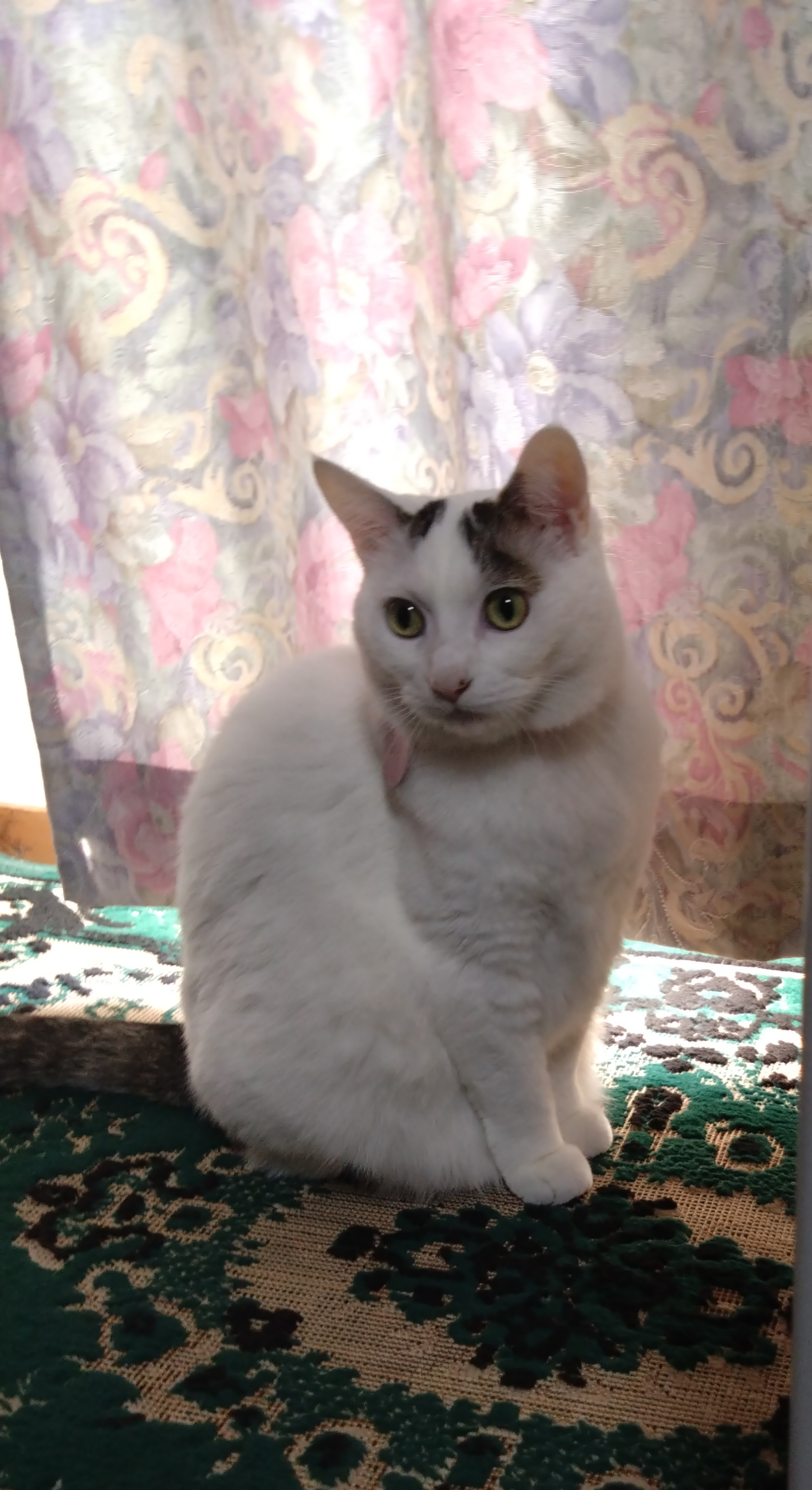 がるちゃん猫カフェ119号店開店しました♪(初めての方も大歓迎♪)
