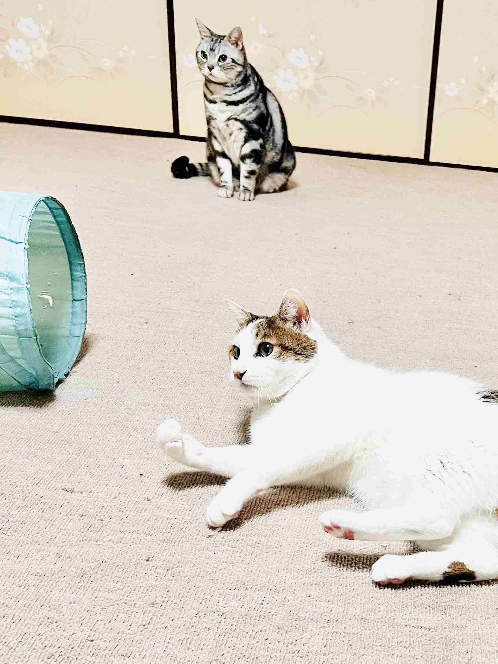 がるちゃん猫カフェ119号店開店しました♪(初めての方も大歓迎♪)