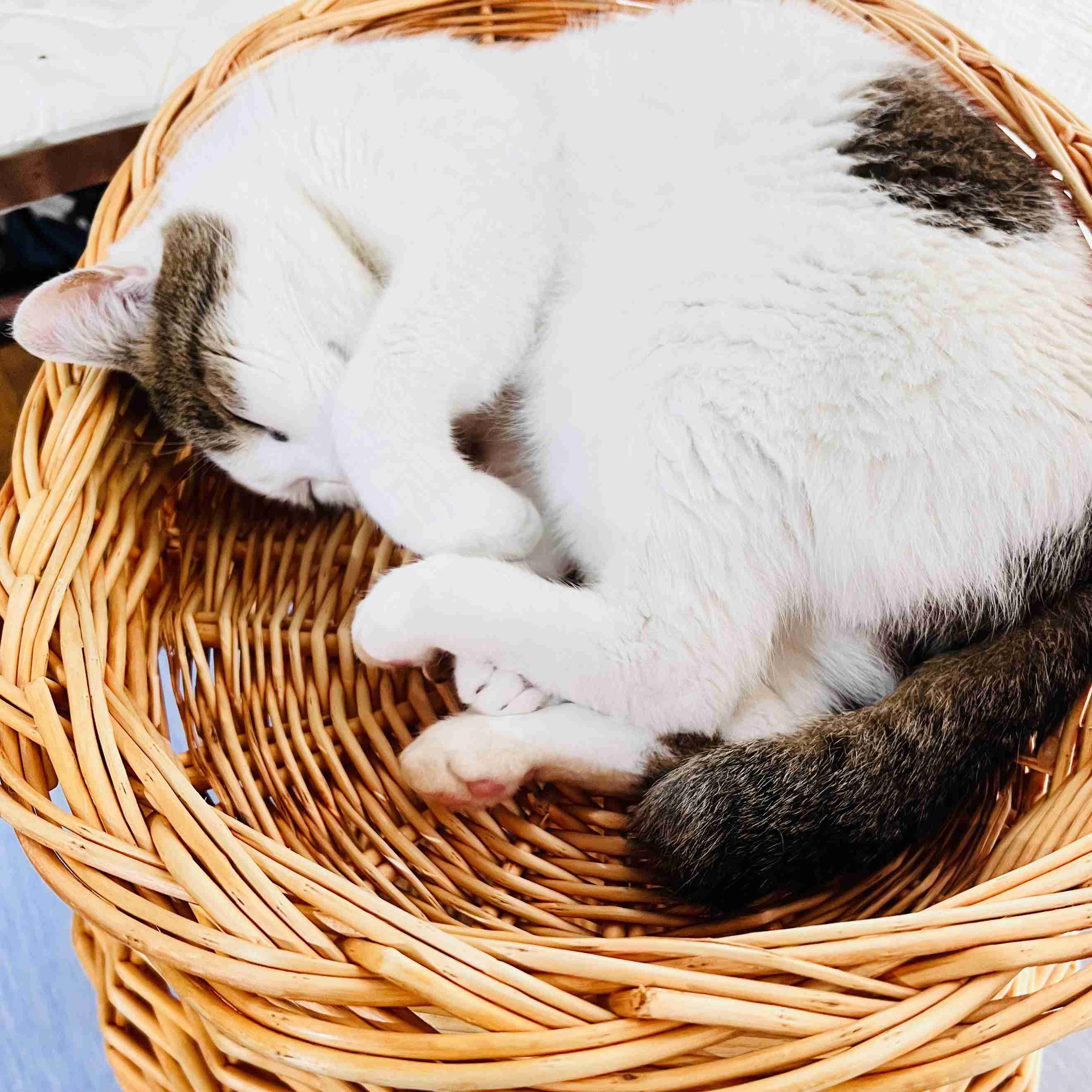 がるちゃん猫カフェ119号店開店しました♪(初めての方も大歓迎♪)