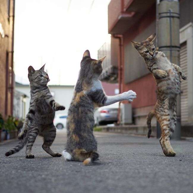 がるちゃん猫カフェ119号店開店しました♪(初めての方も大歓迎♪)