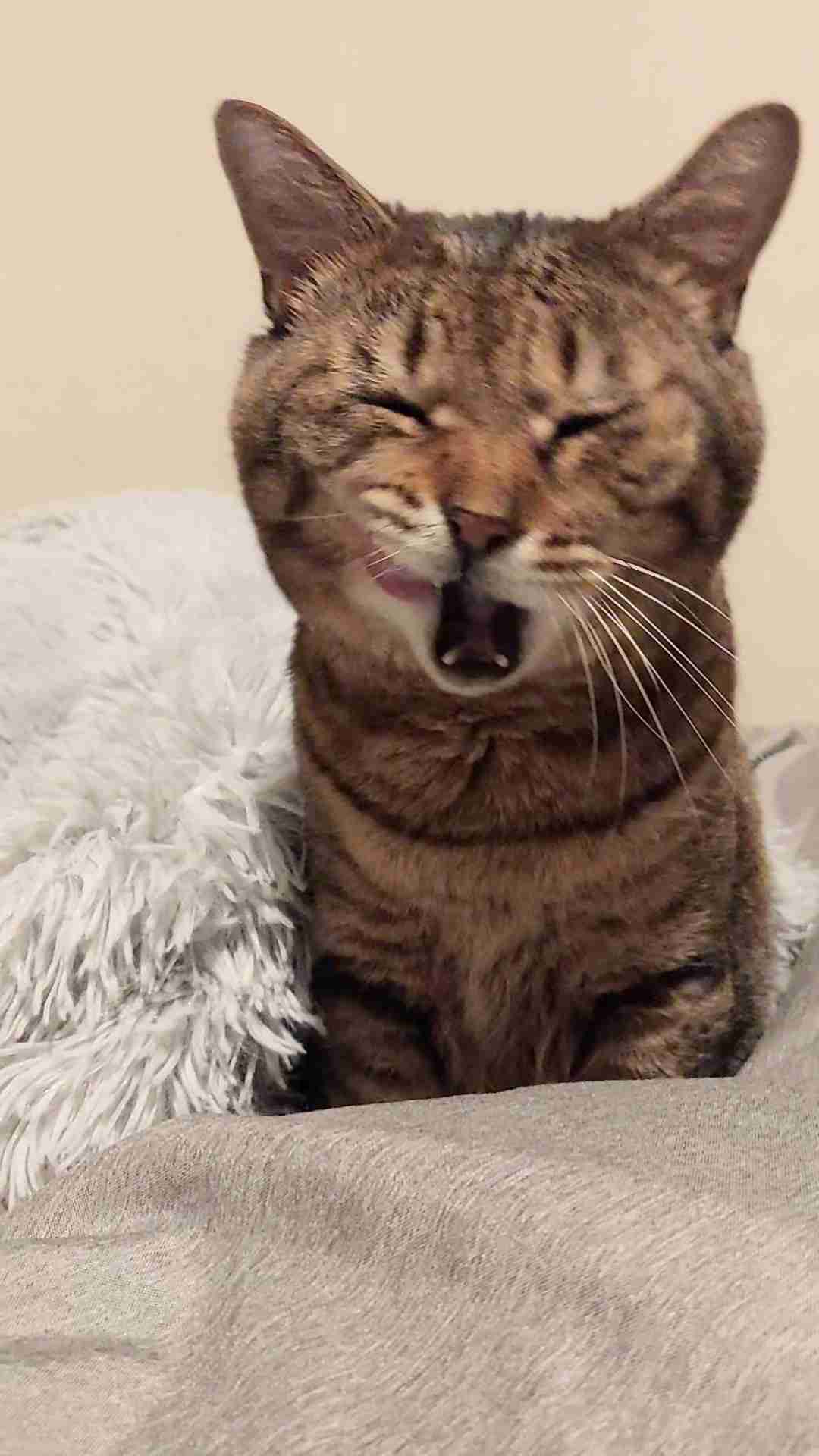 がるちゃん猫カフェ119号店開店しました♪(初めての方も大歓迎♪)