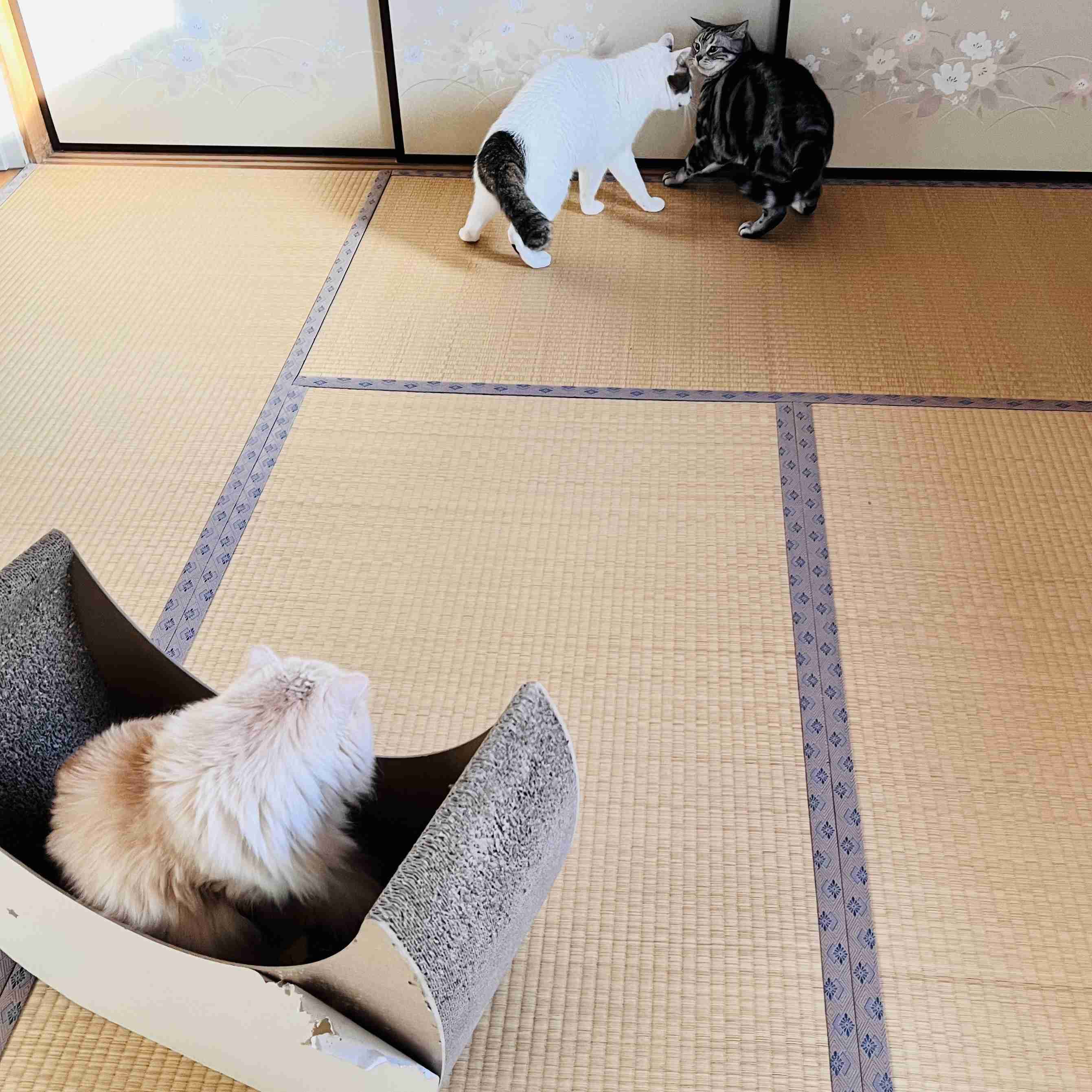 がるちゃん猫カフェ119号店開店しました♪(初めての方も大歓迎♪)