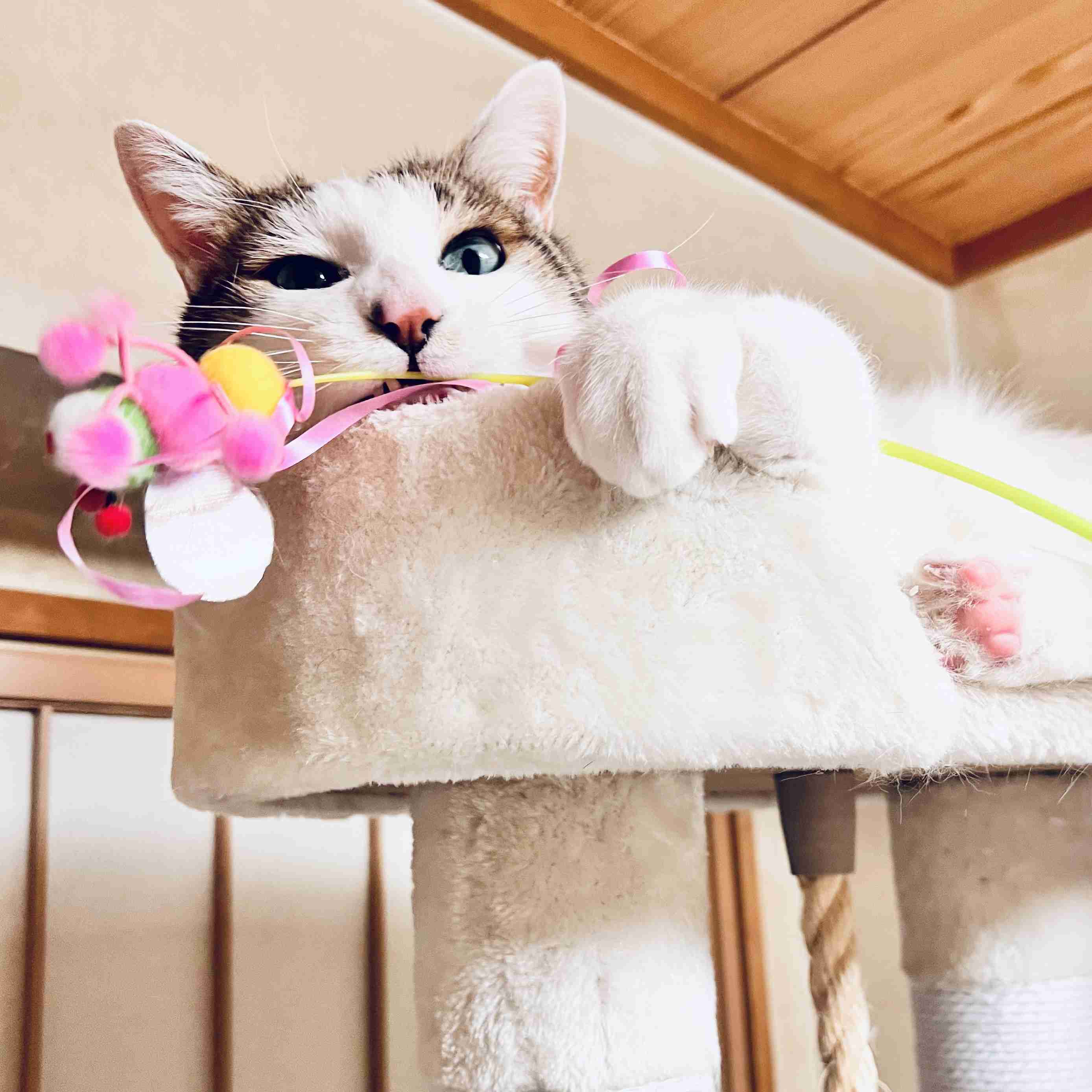 がるちゃん猫カフェ119号店開店しました♪(初めての方も大歓迎♪)