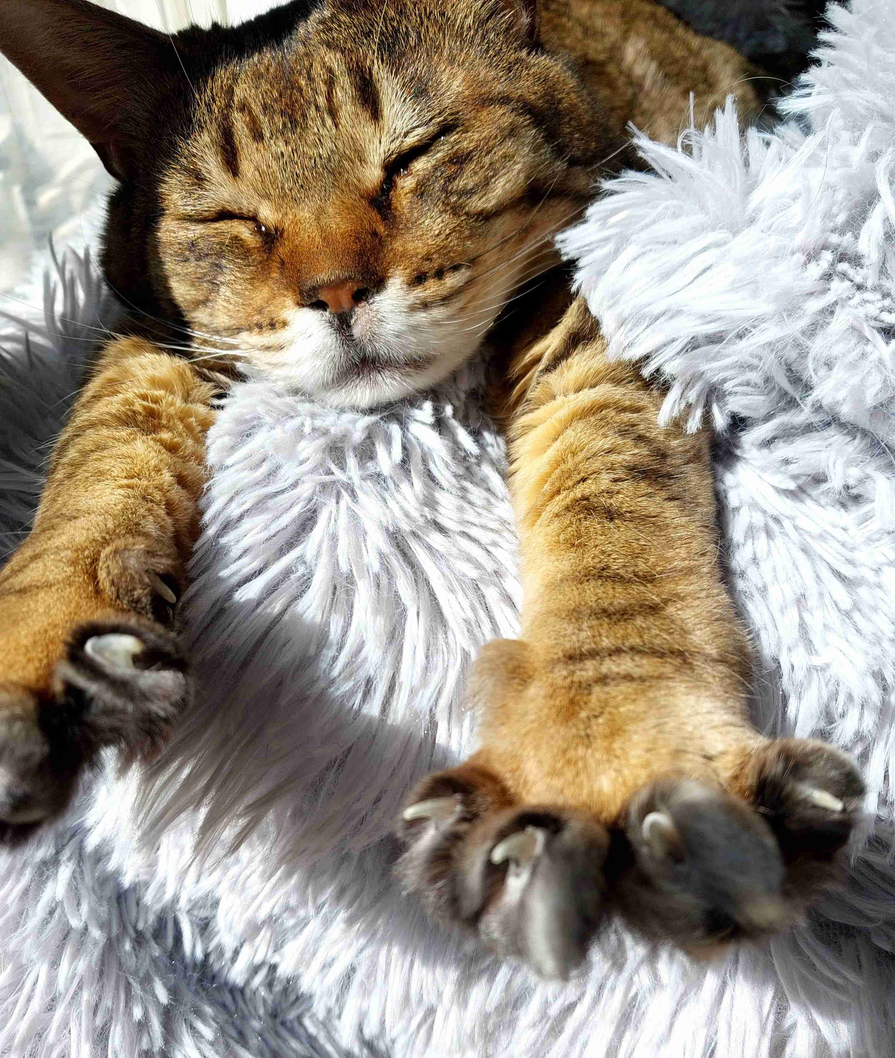 がるちゃん猫カフェ119号店開店しました♪(初めての方も大歓迎♪)