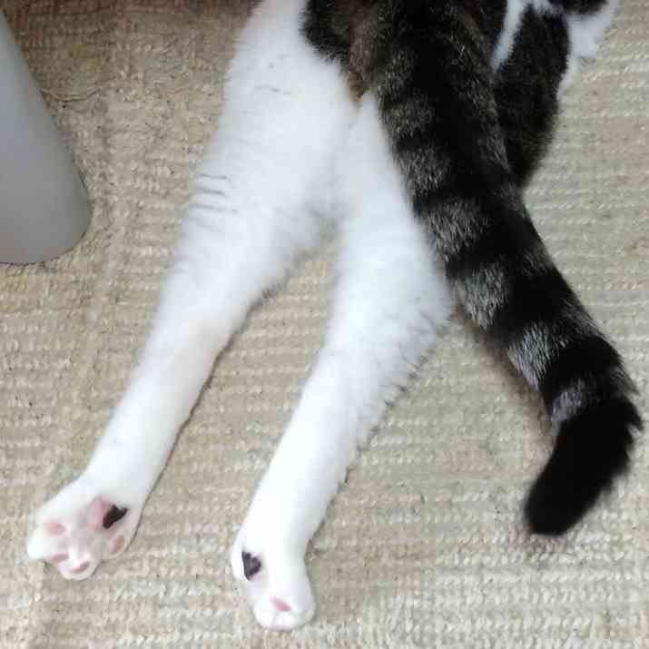 がるちゃん猫カフェ119号店開店しました♪(初めての方も大歓迎♪)