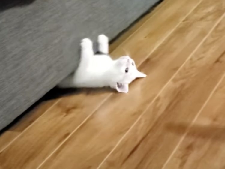 がるちゃん猫カフェ119号店開店しました♪(初めての方も大歓迎♪)