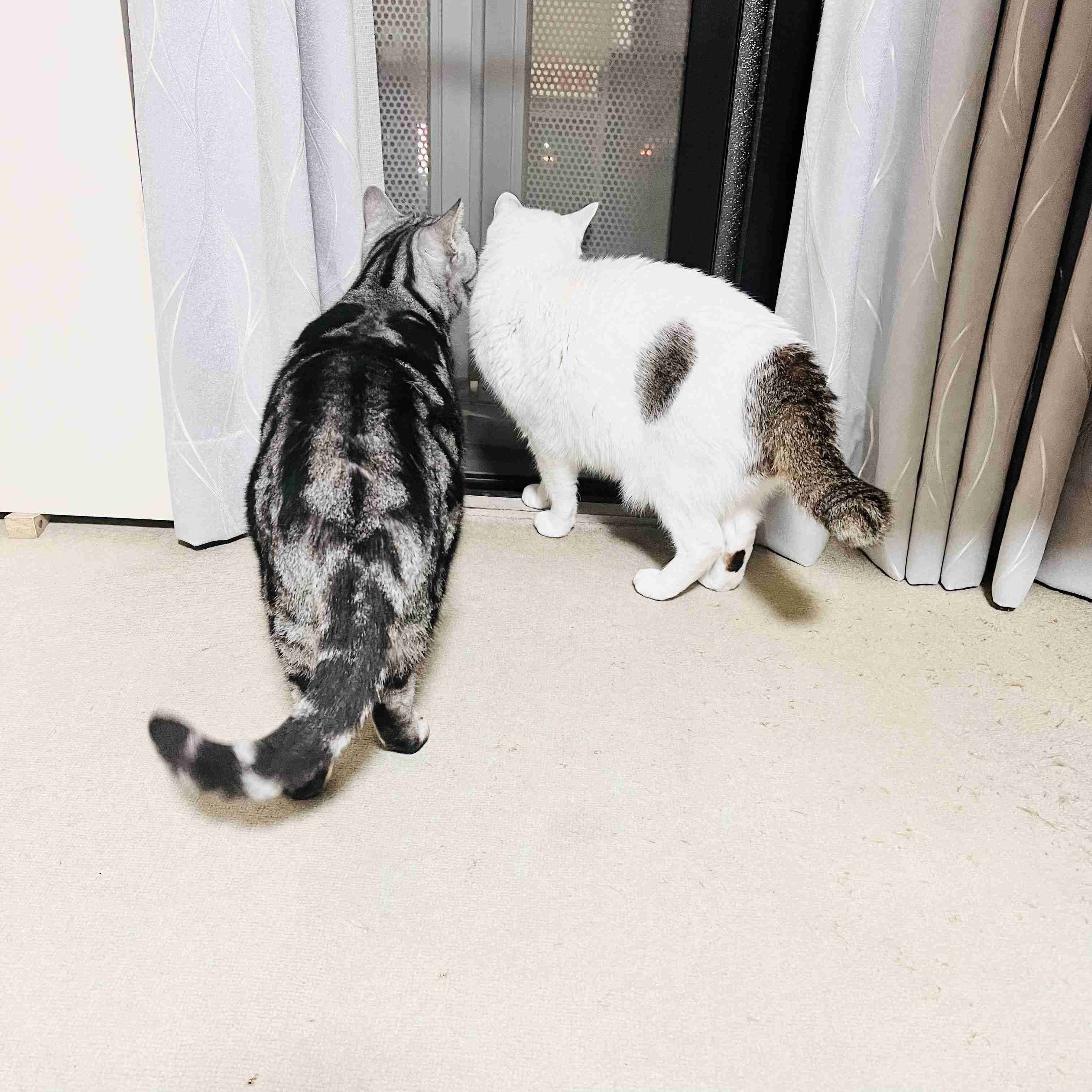 がるちゃん猫カフェ119号店開店しました♪(初めての方も大歓迎♪)