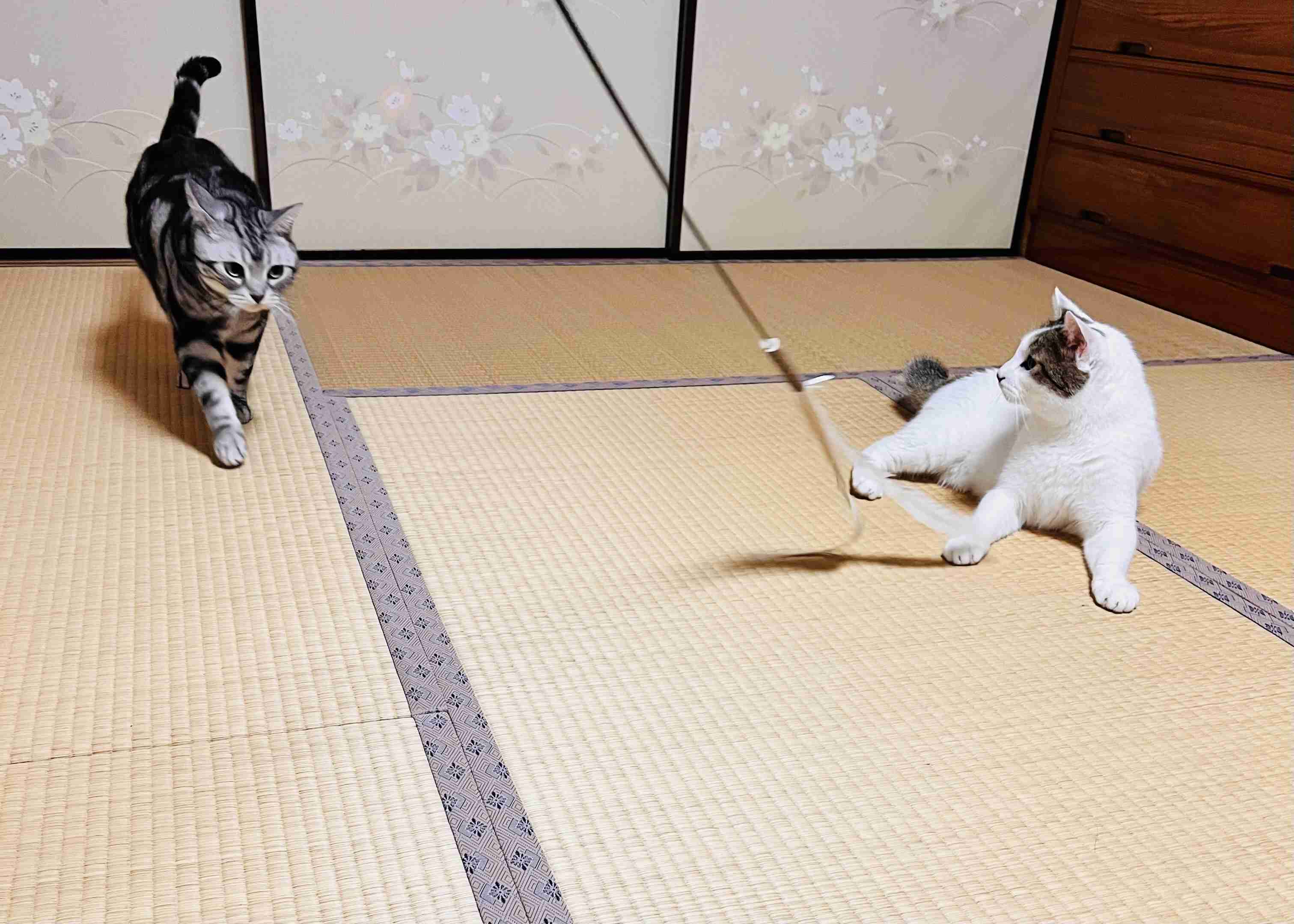 がるちゃん猫カフェ119号店開店しました♪(初めての方も大歓迎♪)