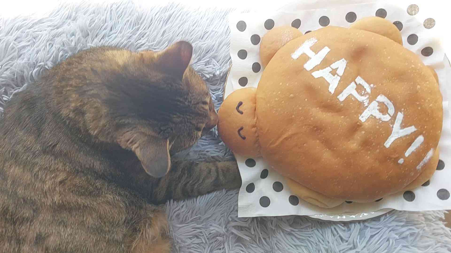 がるちゃん猫カフェ119号店開店しました♪(初めての方も大歓迎♪)