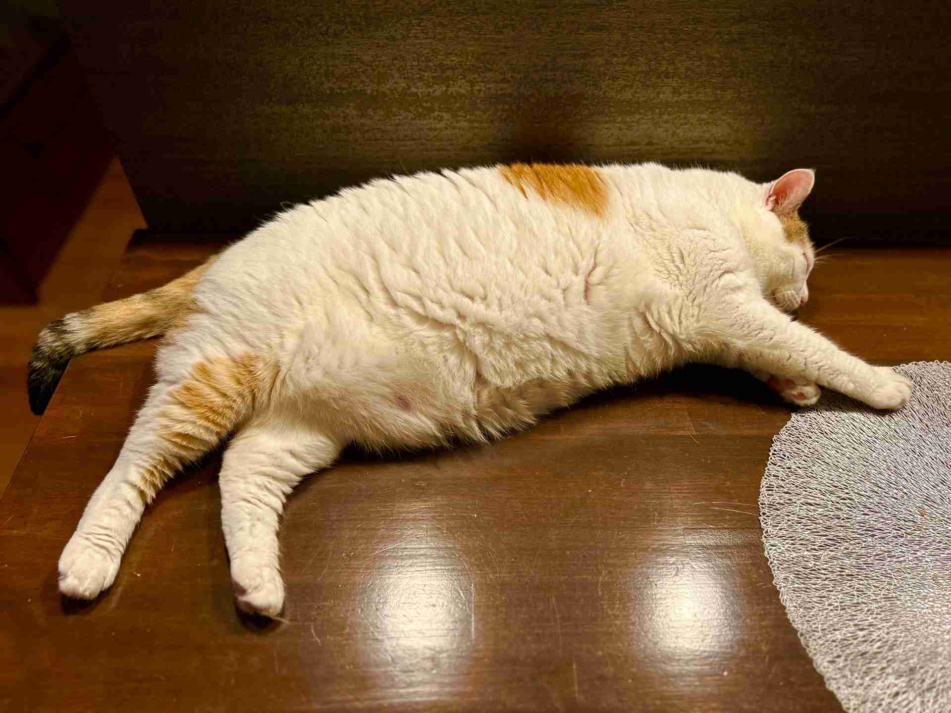 がるちゃん猫カフェ119号店開店しました♪(初めての方も大歓迎♪)