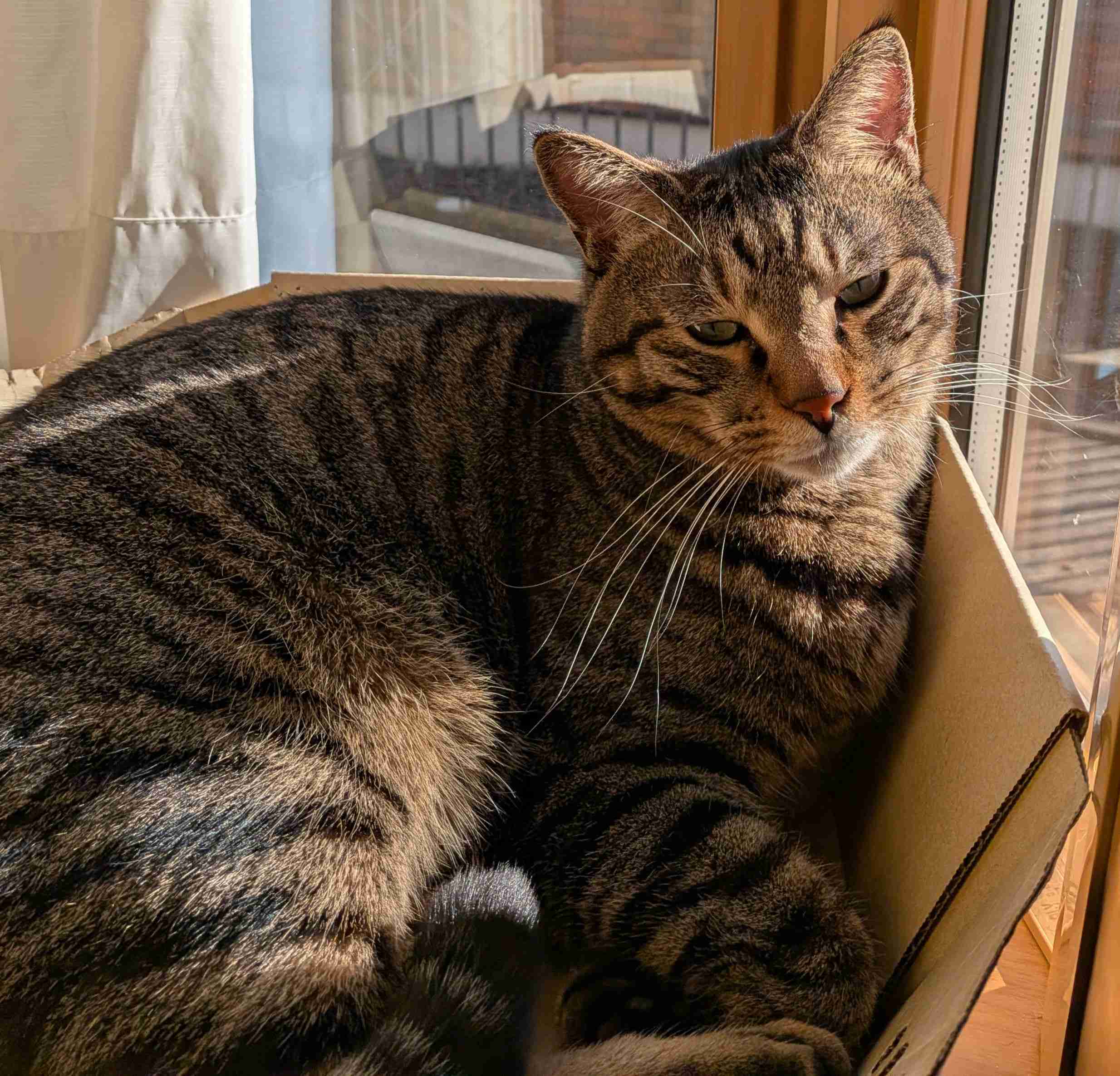 がるちゃん猫カフェ119号店開店しました♪(初めての方も大歓迎♪)