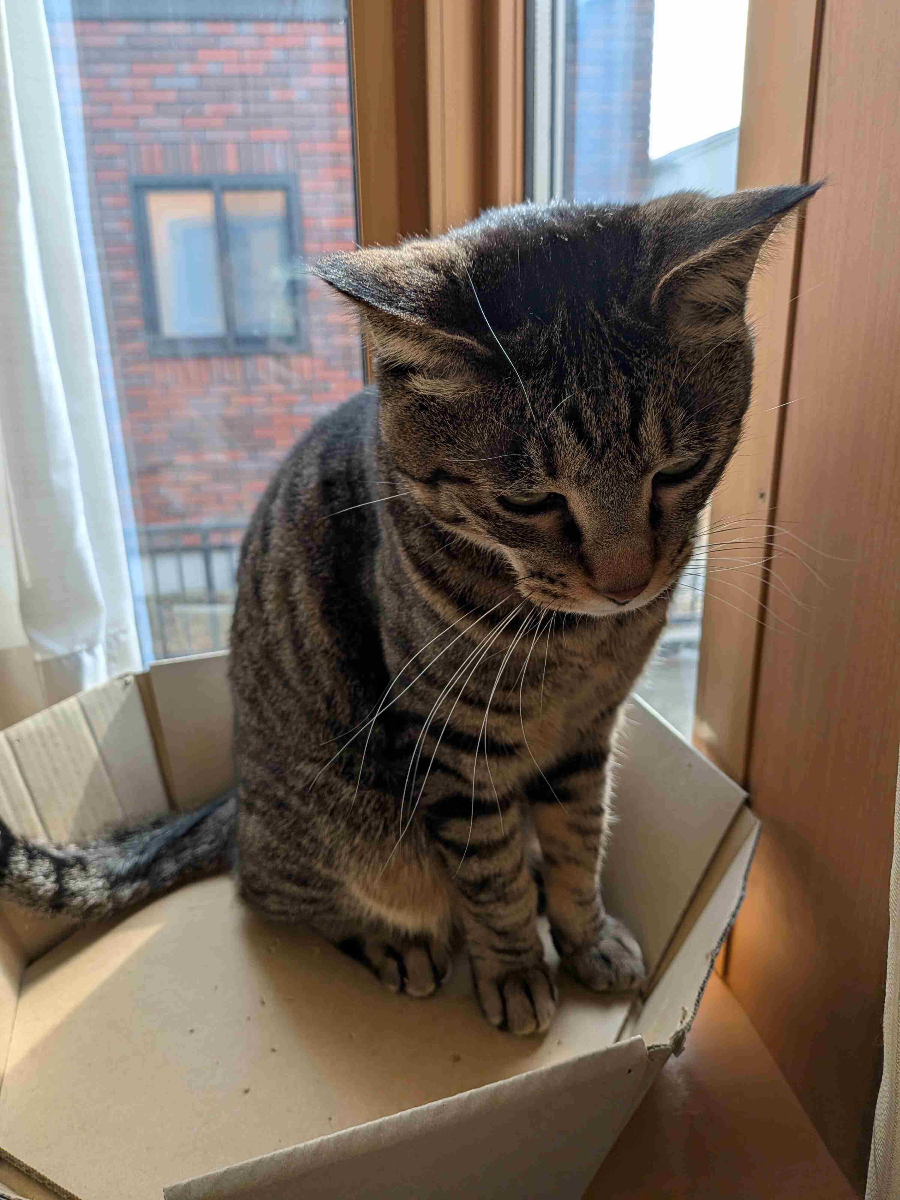 がるちゃん猫カフェ119号店開店しました♪(初めての方も大歓迎♪)