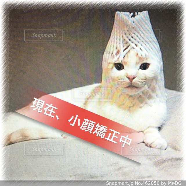 がるちゃん猫カフェ119号店開店しました♪(初めての方も大歓迎♪)