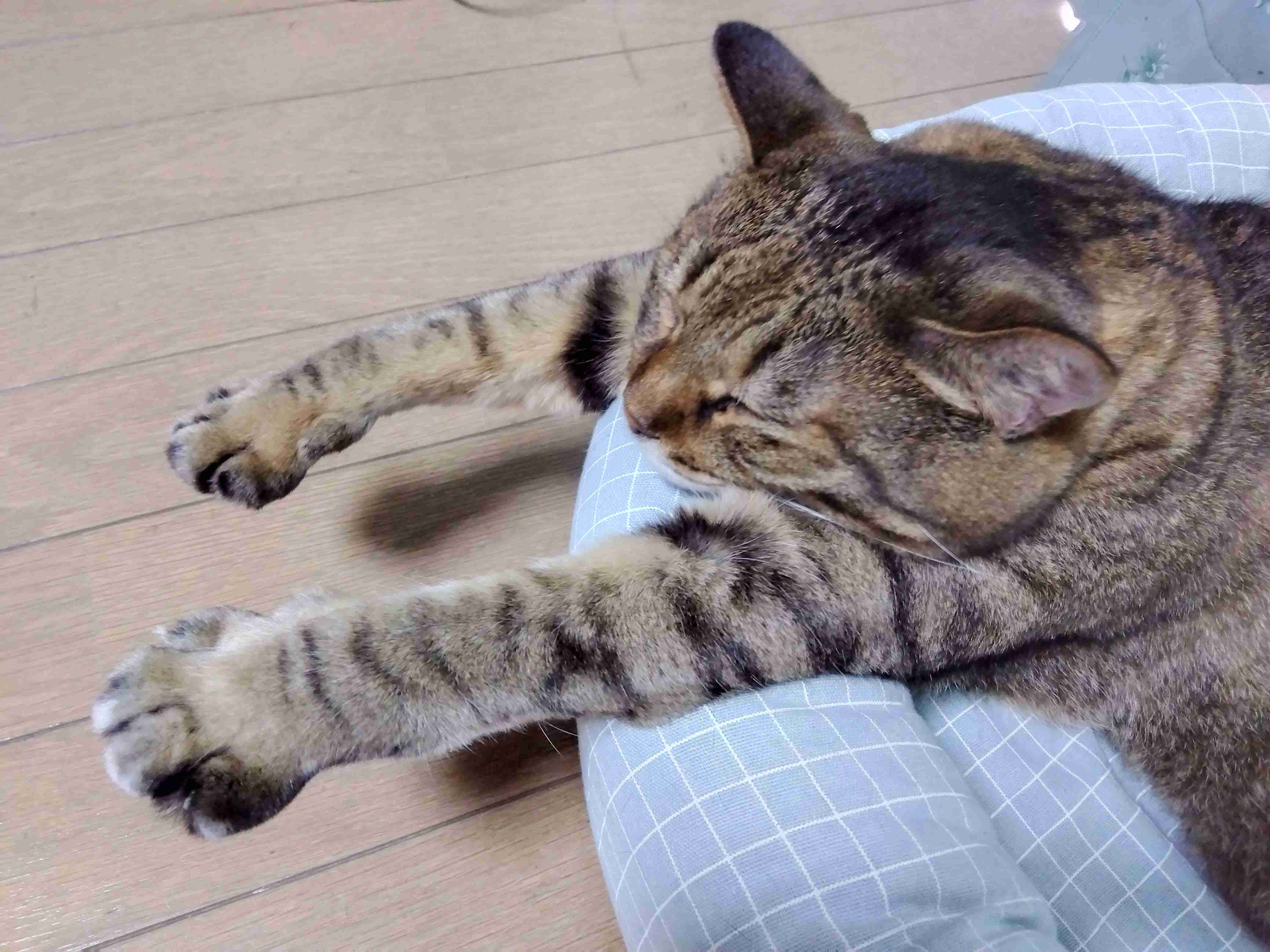 がるちゃん猫カフェ119号店開店しました♪(初めての方も大歓迎♪)