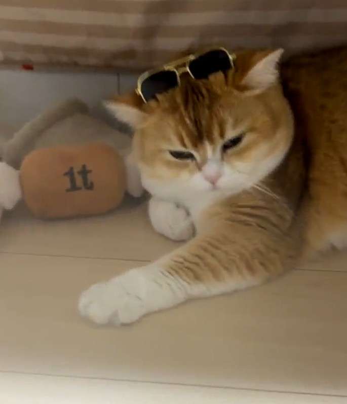 がるちゃん猫カフェ119号店開店しました♪(初めての方も大歓迎♪)
