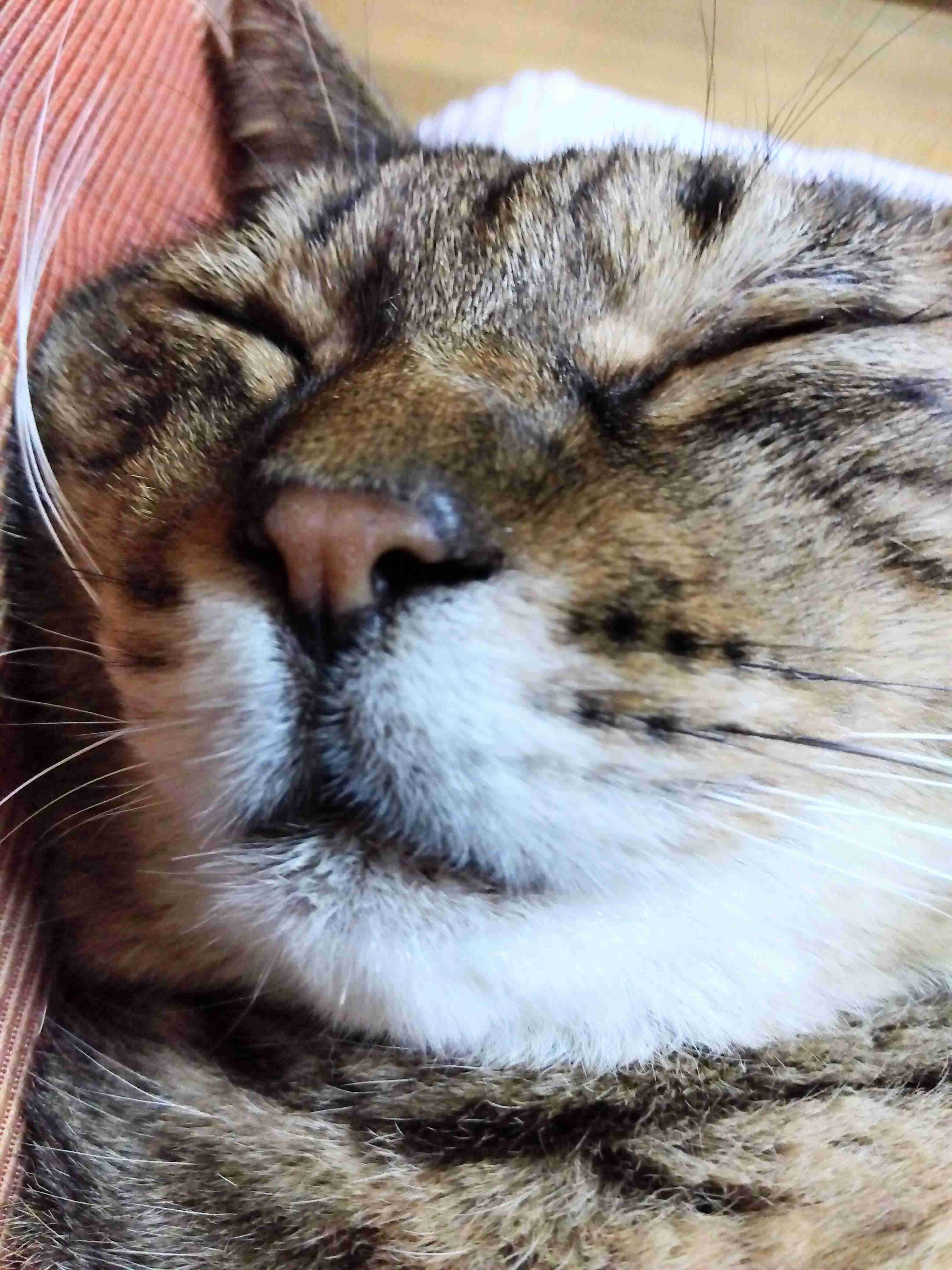 がるちゃん猫カフェ119号店開店しました♪(初めての方も大歓迎♪)