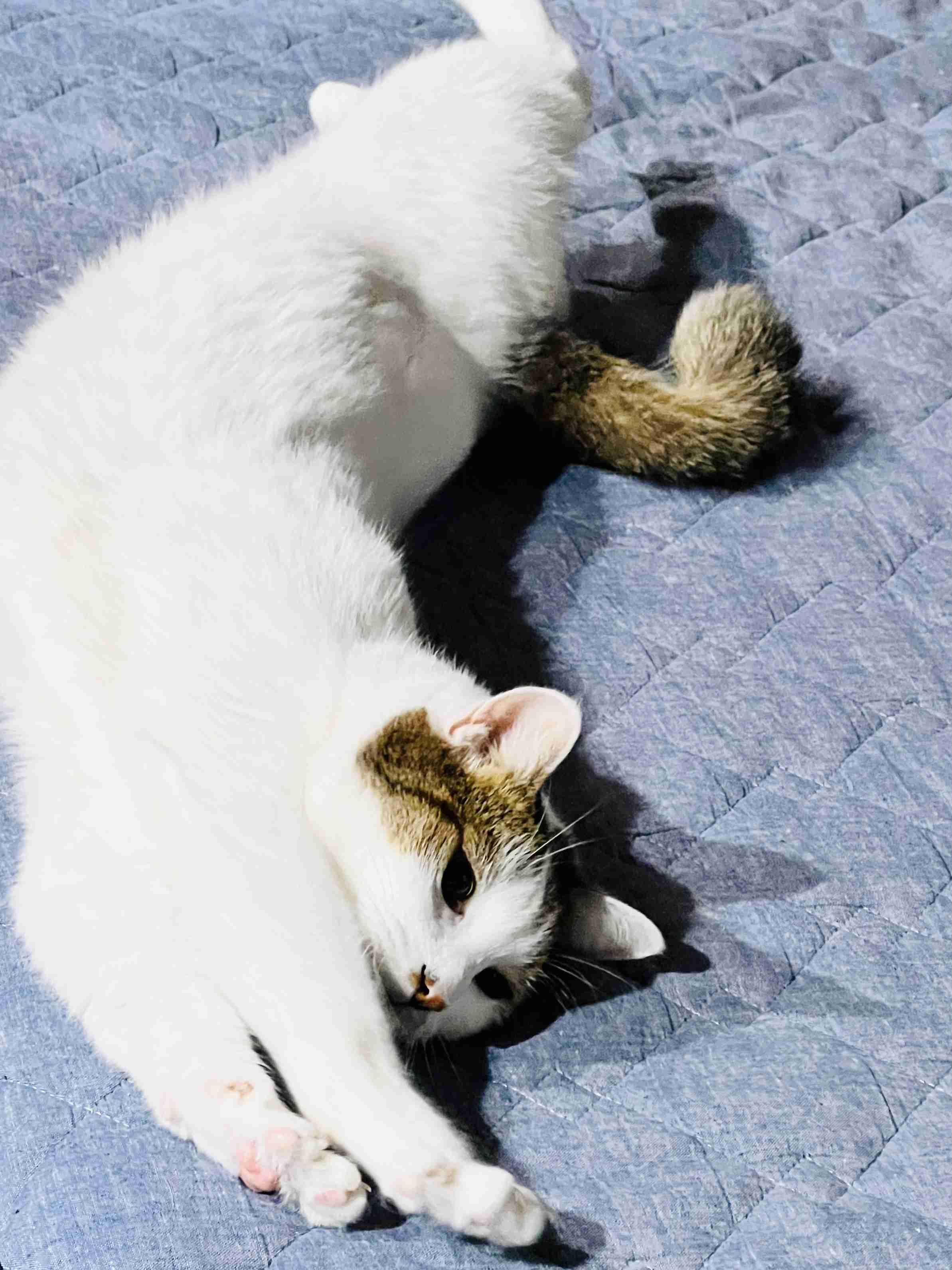 がるちゃん猫カフェ119号店開店しました♪(初めての方も大歓迎♪)
