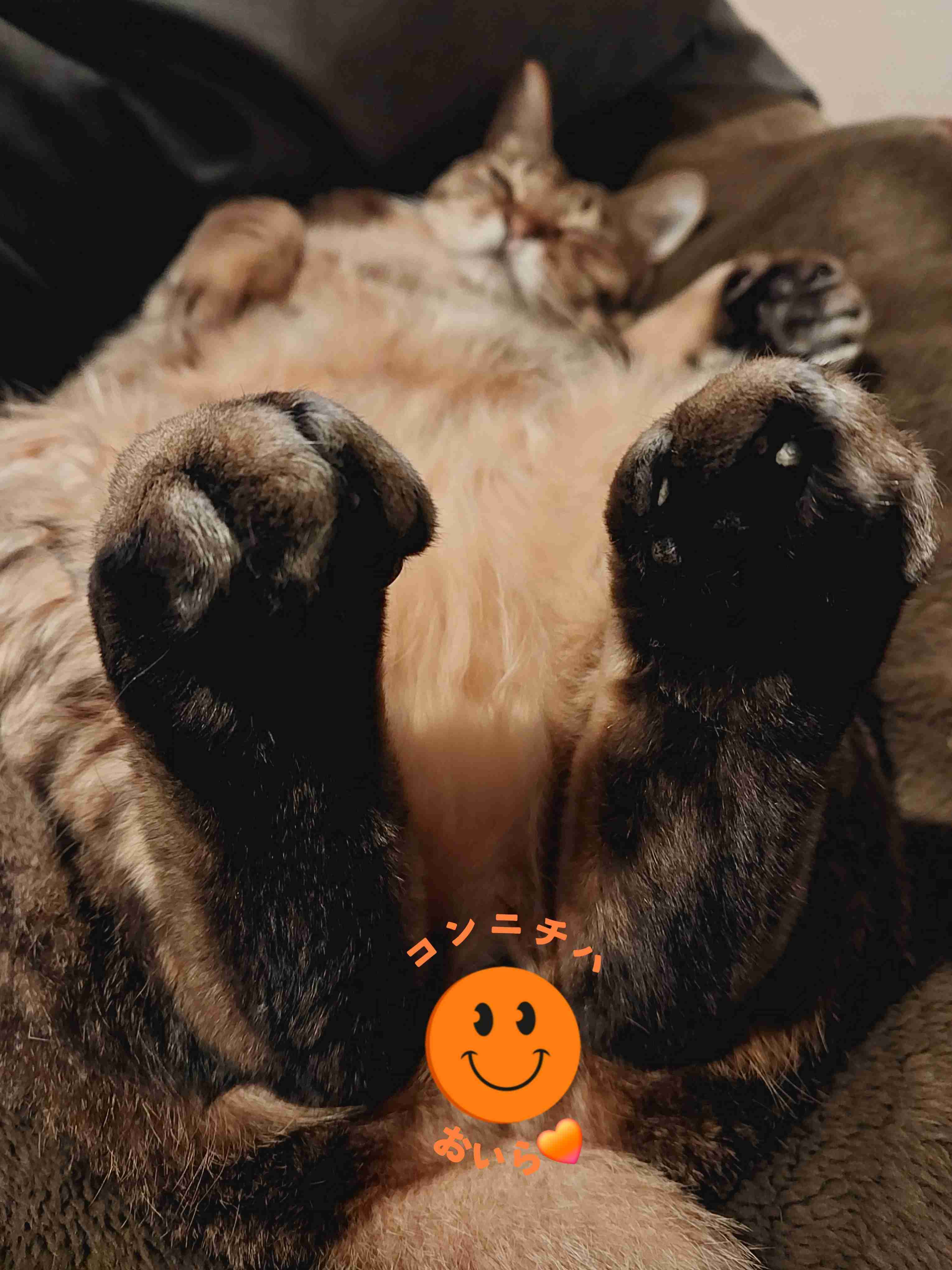 がるちゃん猫カフェ119号店開店しました♪(初めての方も大歓迎♪)