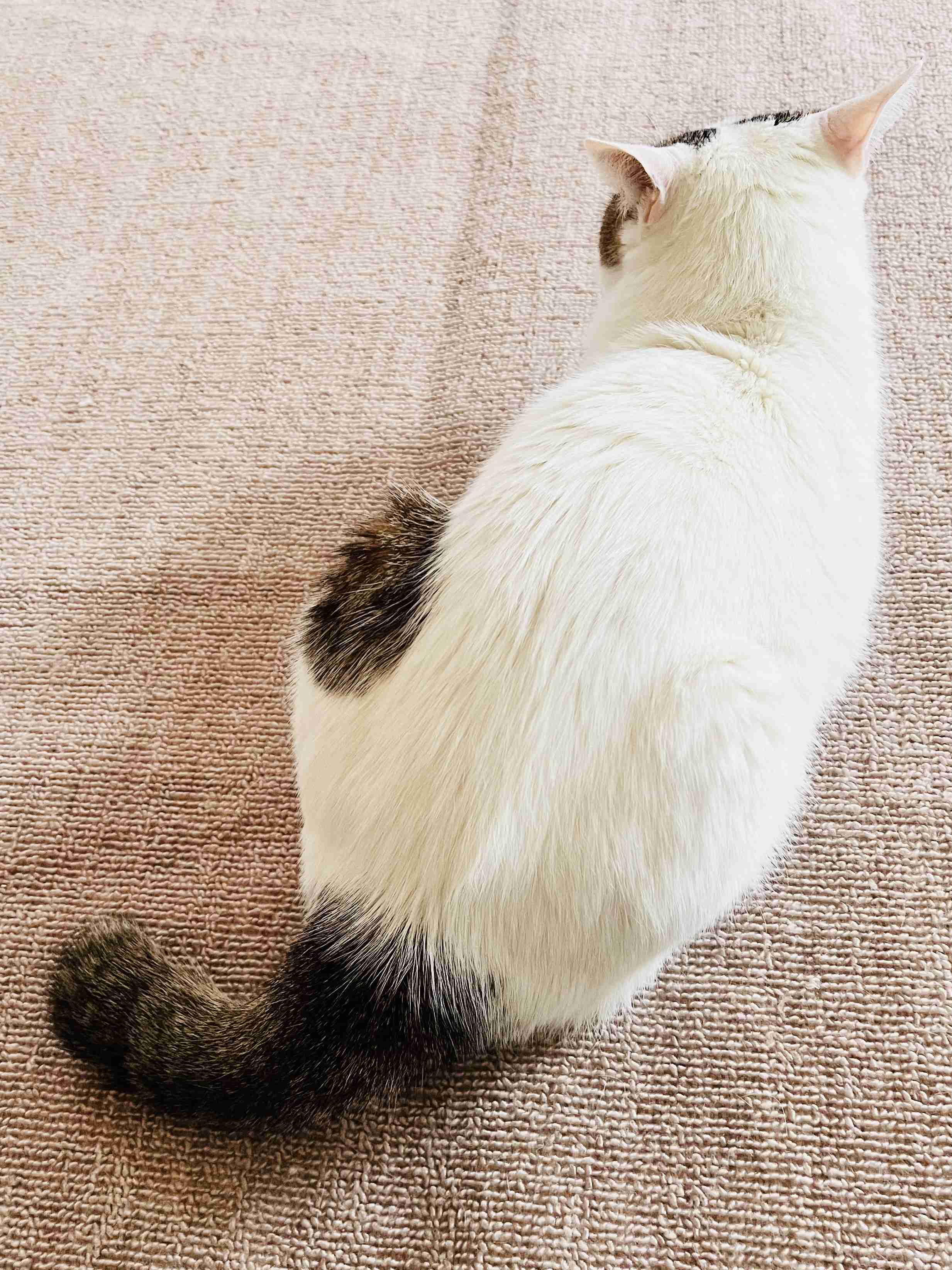 がるちゃん猫カフェ119号店開店しました♪(初めての方も大歓迎♪)
